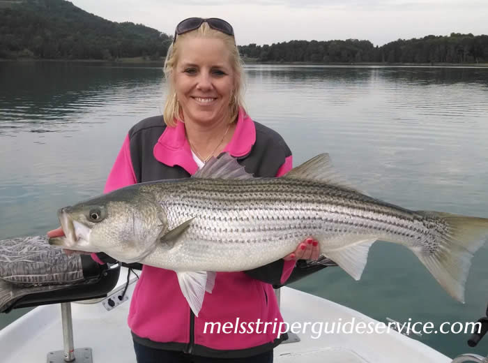 Mels Striper Guide Service Norris Lake TN