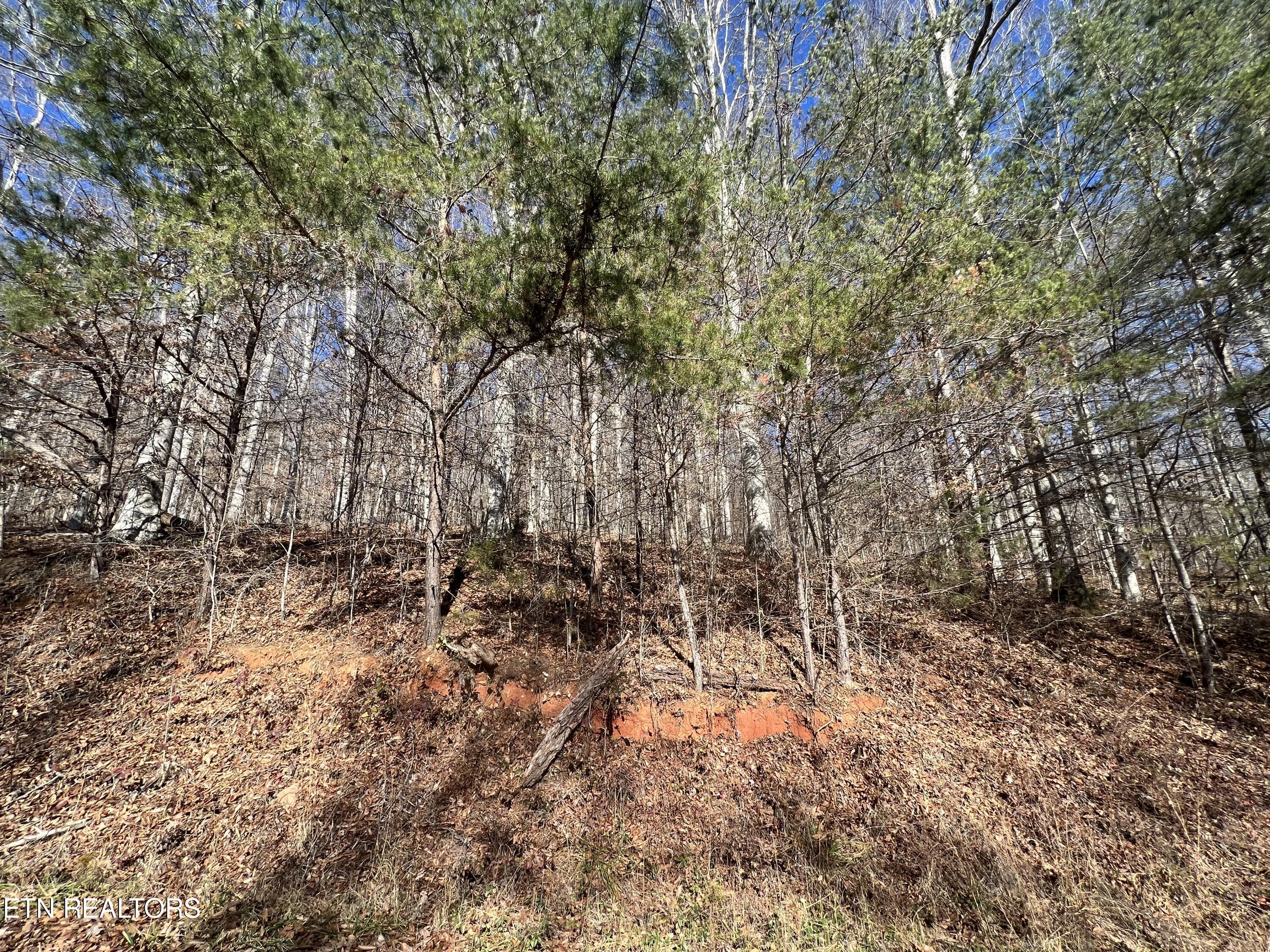 Norris Lake Real Estate - Image# 8