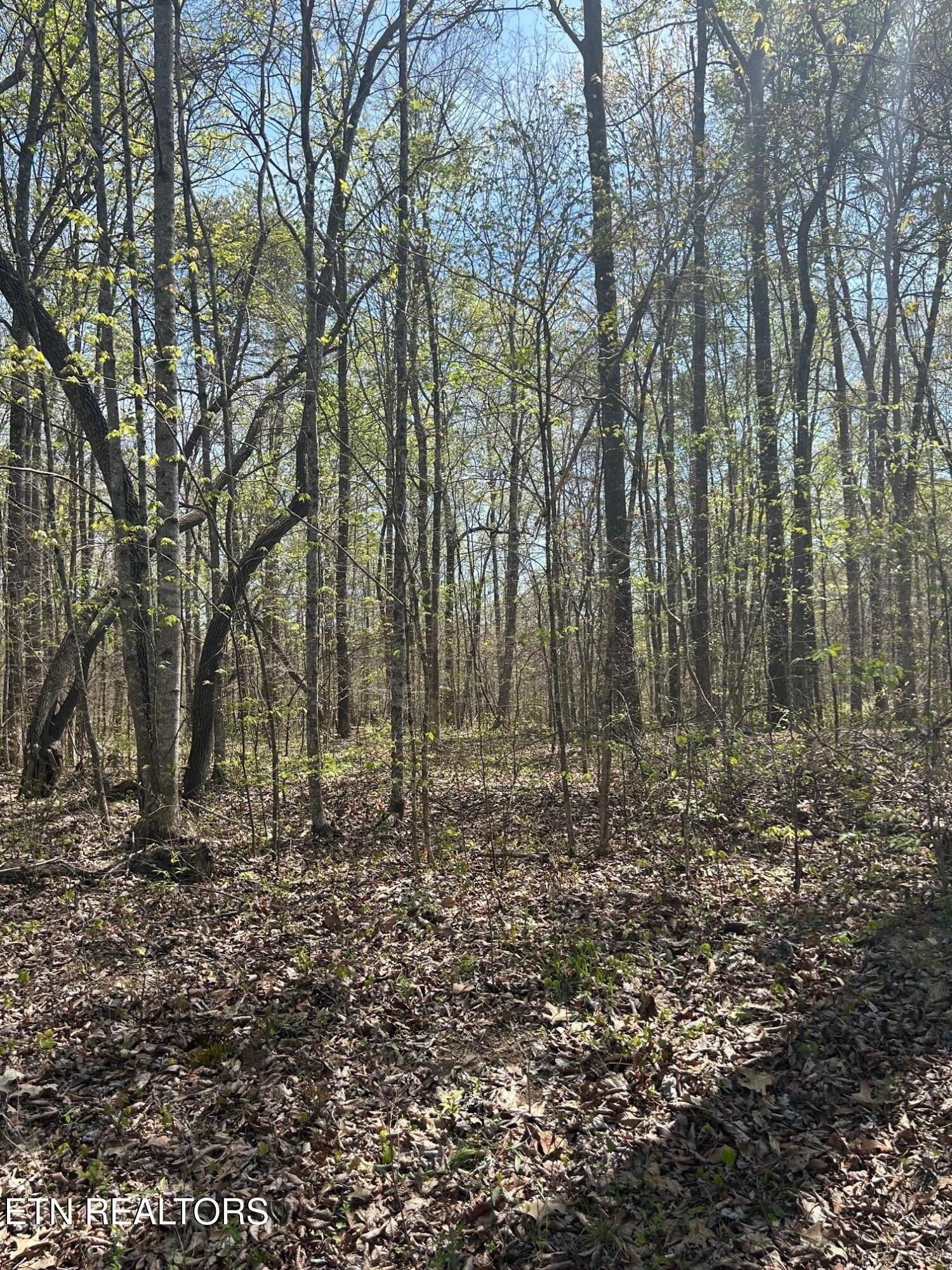 Norris Lake Real Estate - Image# 1