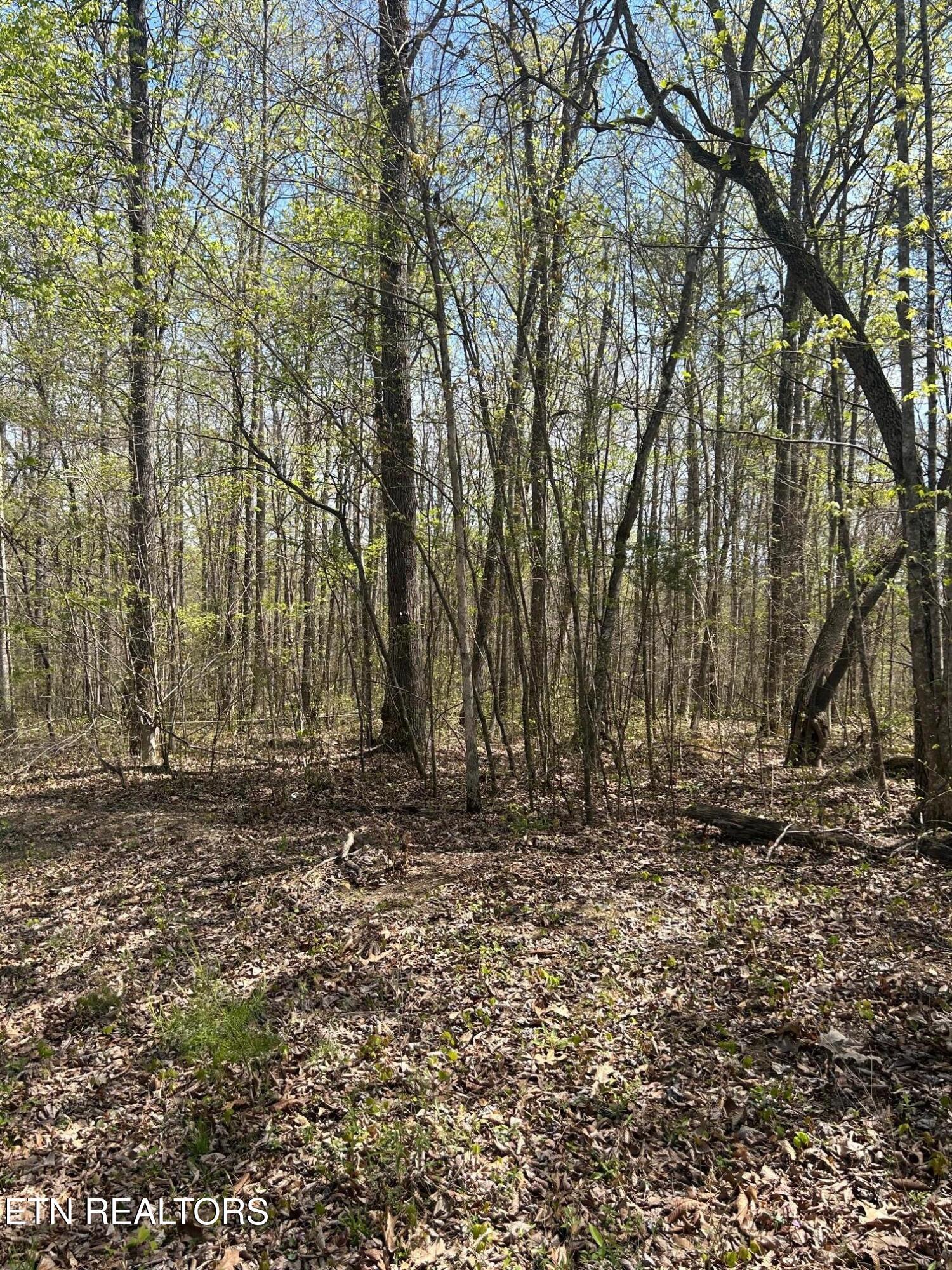 Norris Lake Real Estate - Image# 2