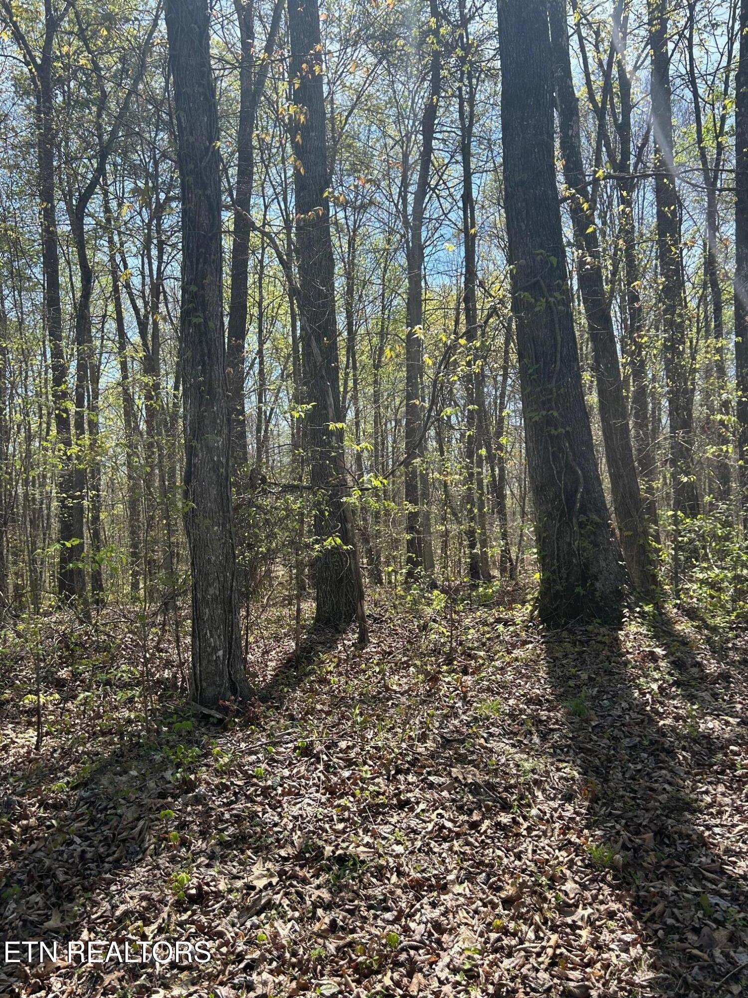 Norris Lake Real Estate - Image# 3