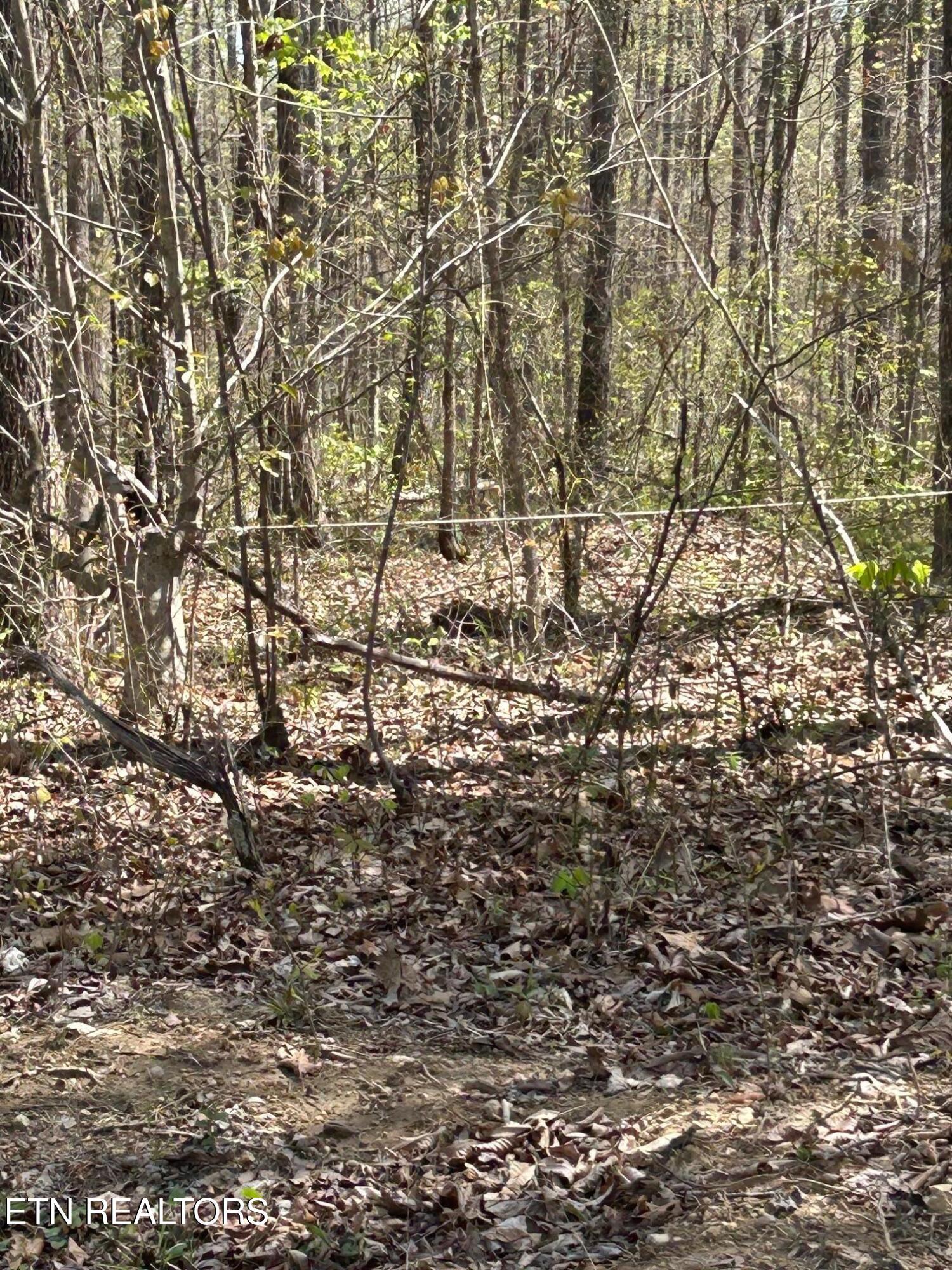Norris Lake Real Estate - Image# 5