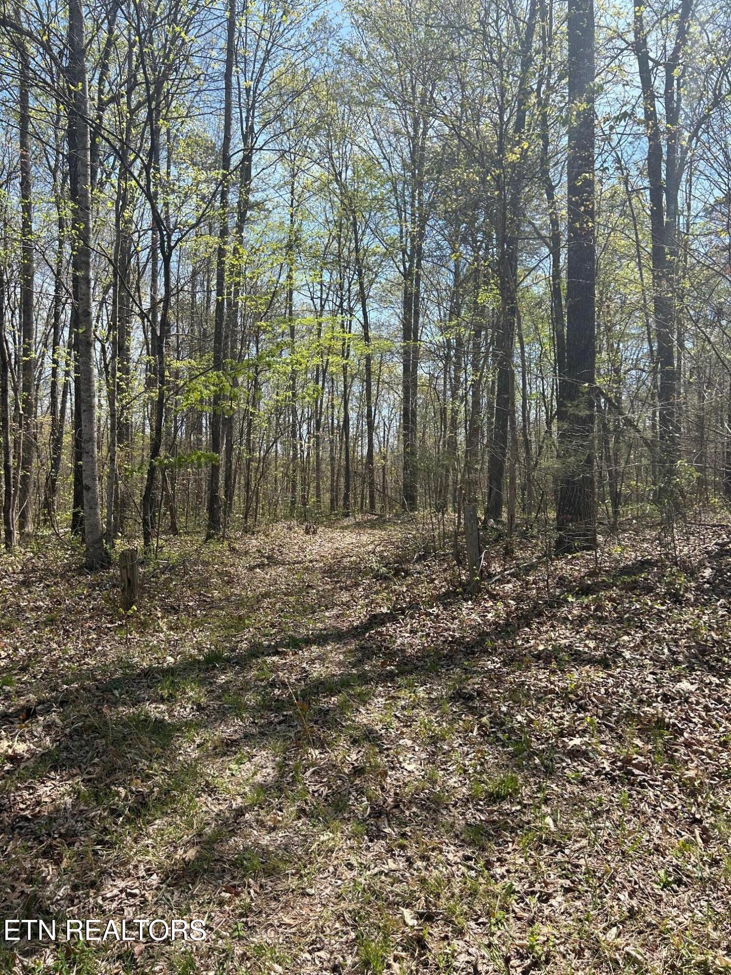 Norris Lake Real Estate - Image# 7