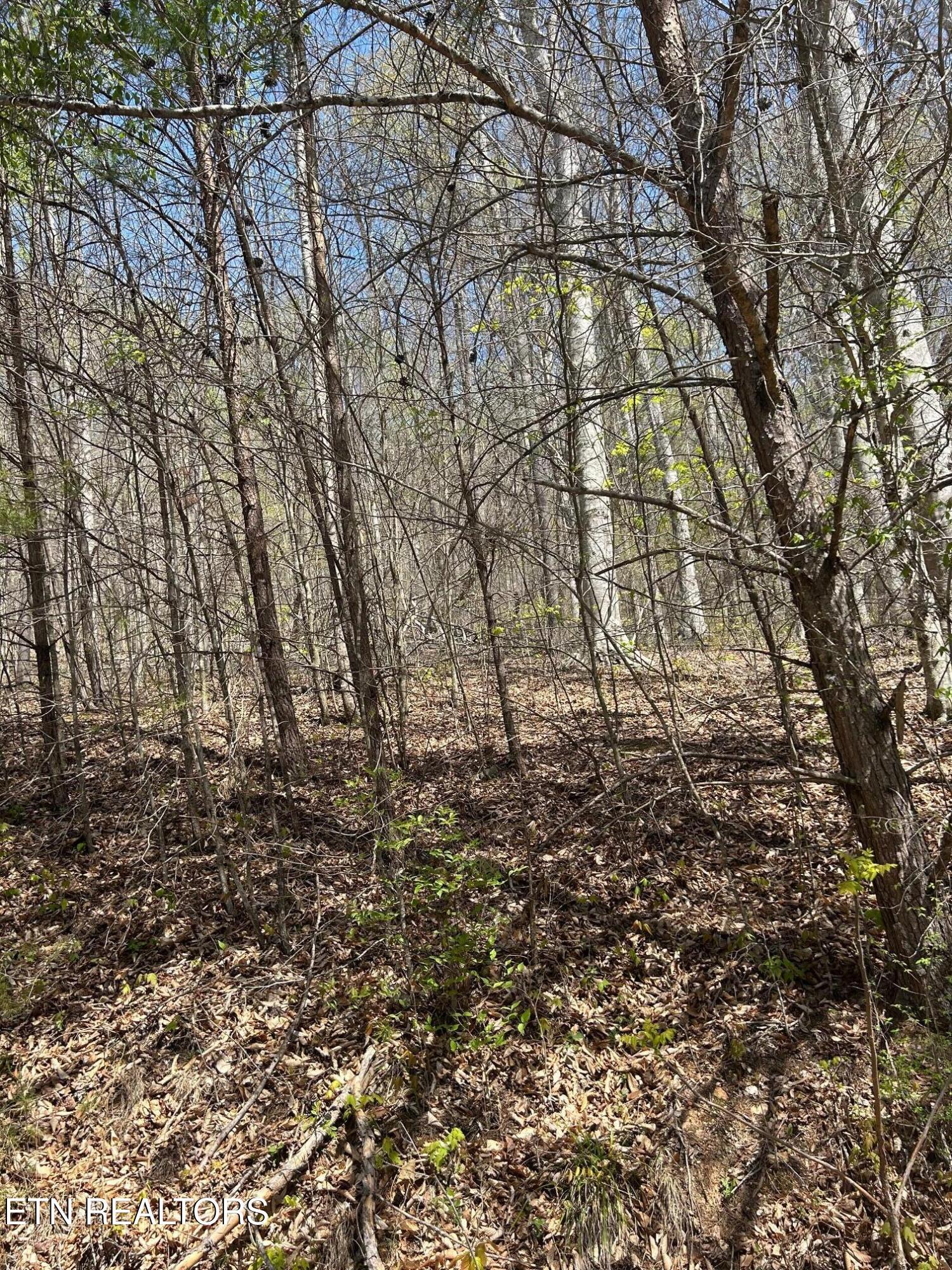 Norris Lake Real Estate - Image# 1