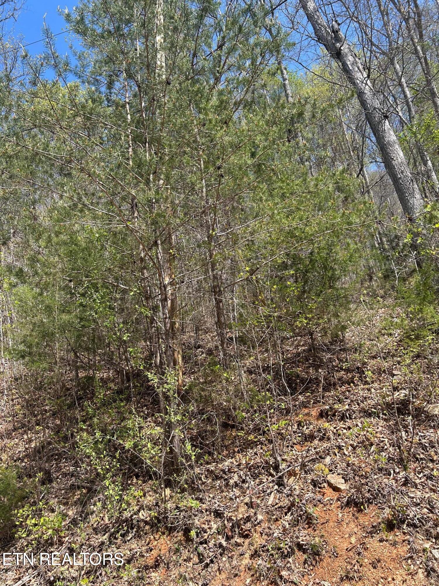 Norris Lake Real Estate - Image# 2