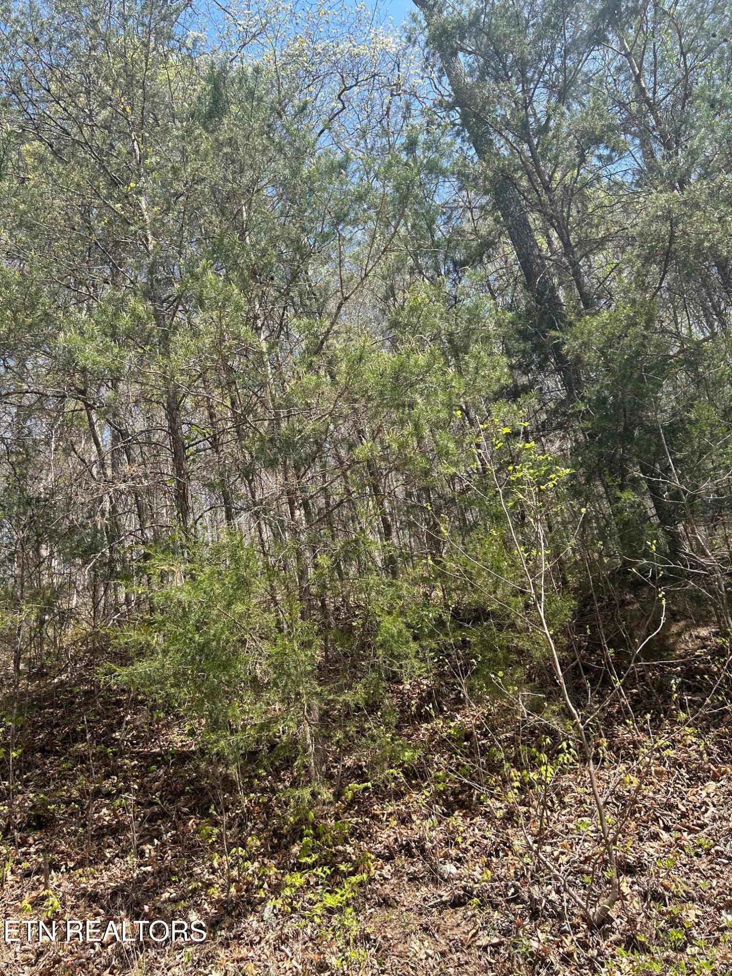 Norris Lake Real Estate - Image# 3