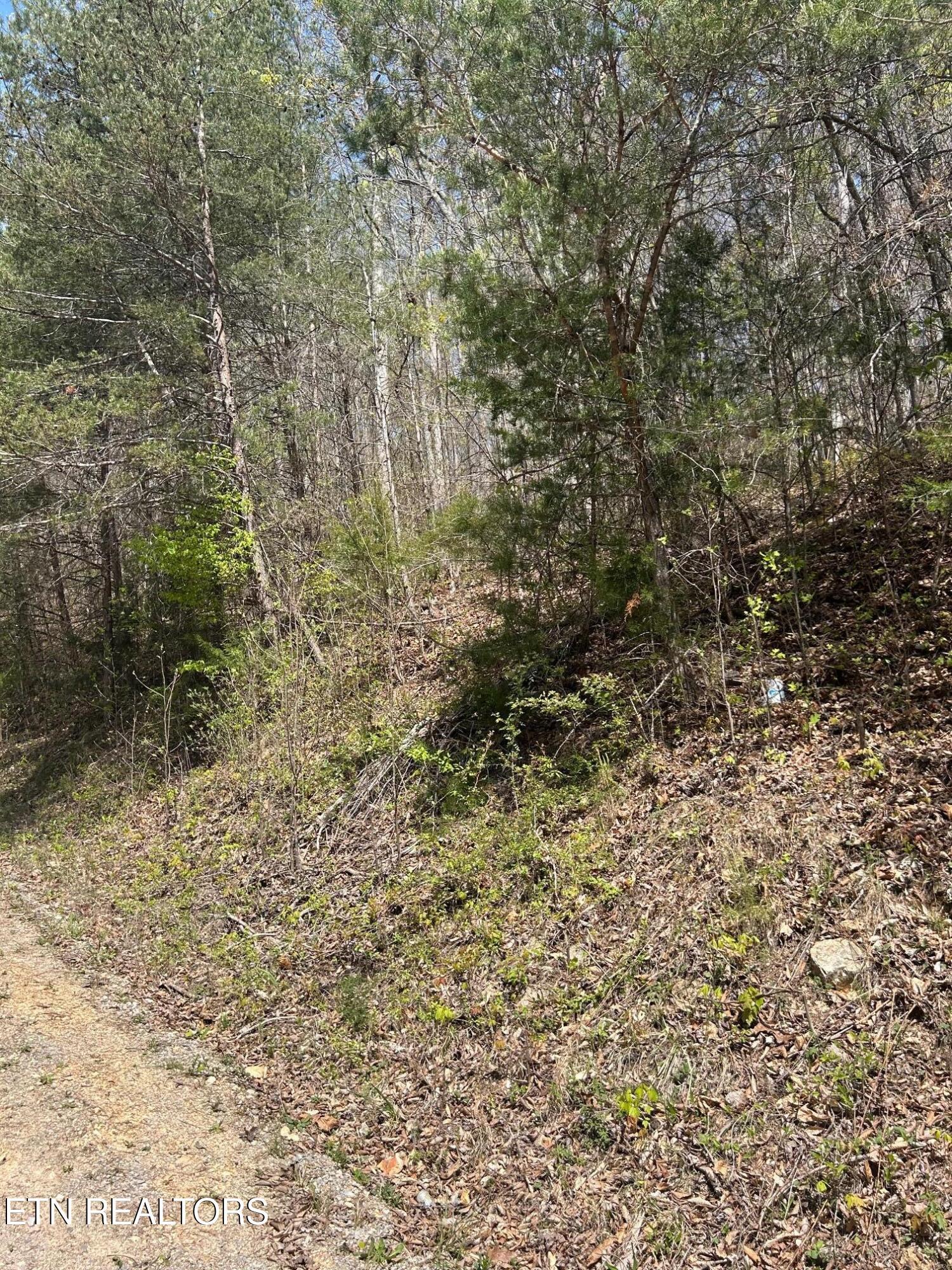 Norris Lake Real Estate - Image# 4