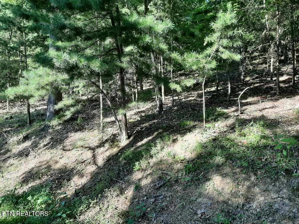 Norris Lake Real Estate - Image# 16