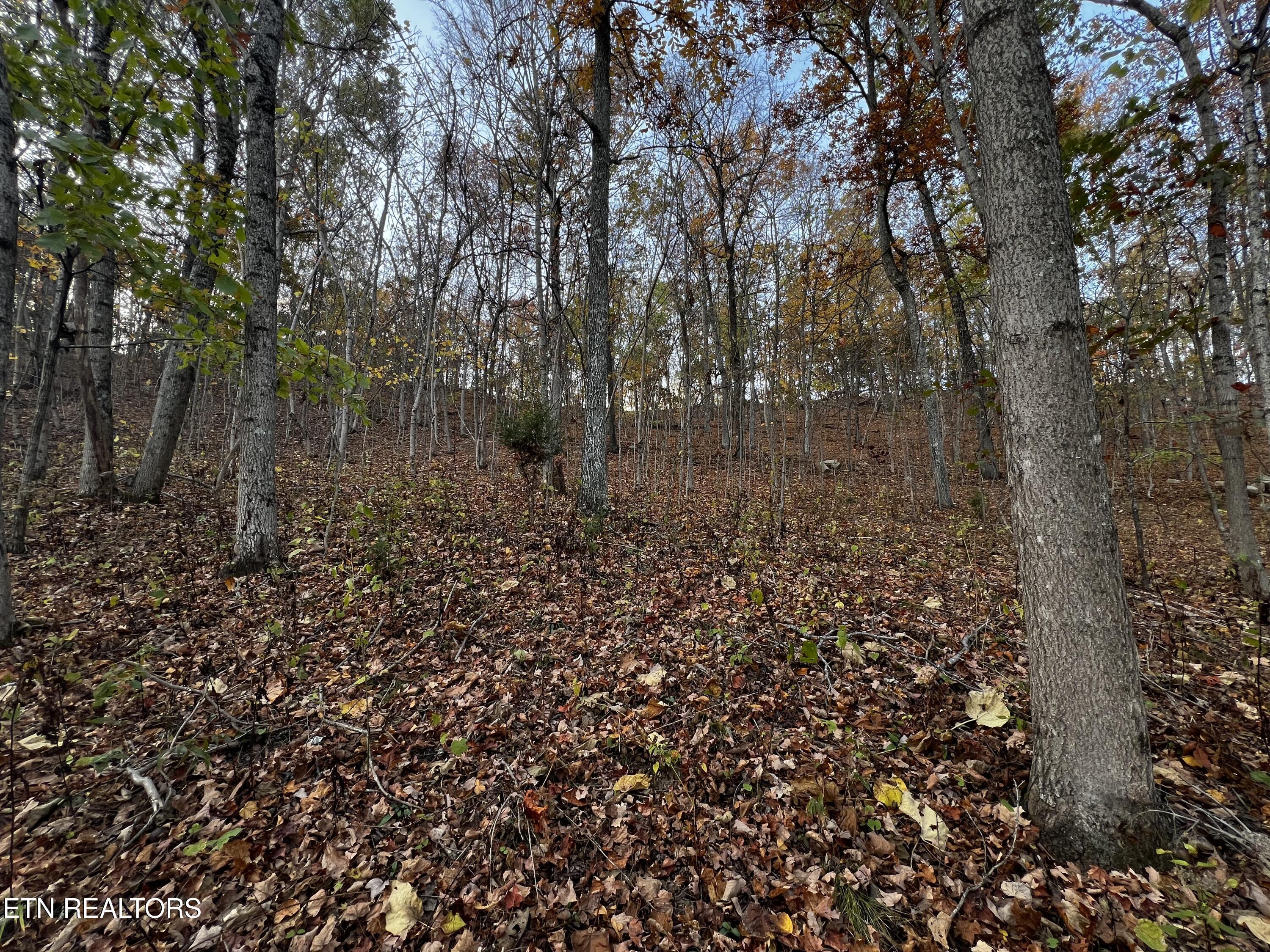 Norris Lake Real Estate - Image# 10
