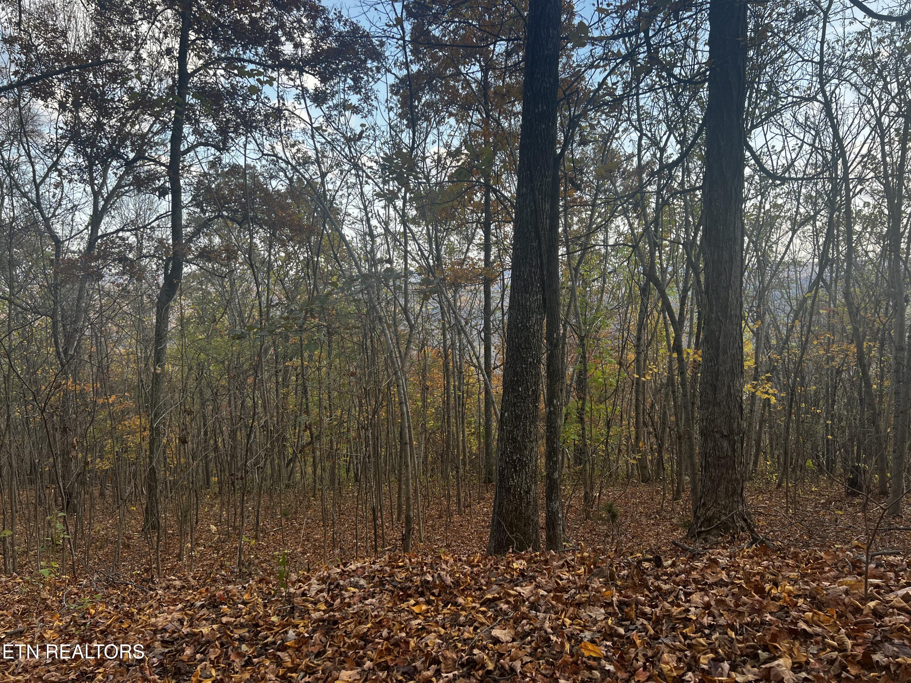 Norris Lake Real Estate - Image# 30