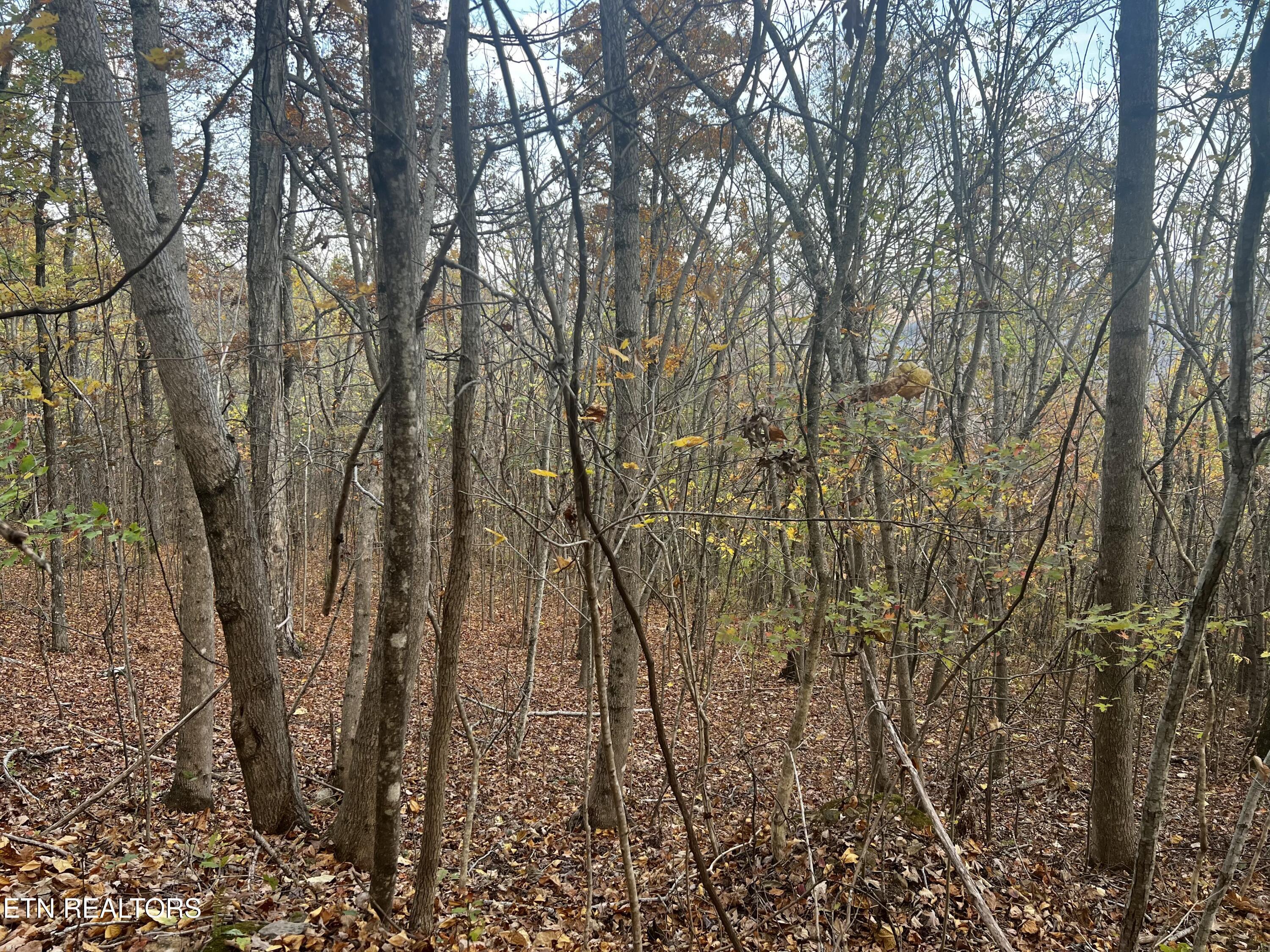 Norris Lake Real Estate - Image# 33