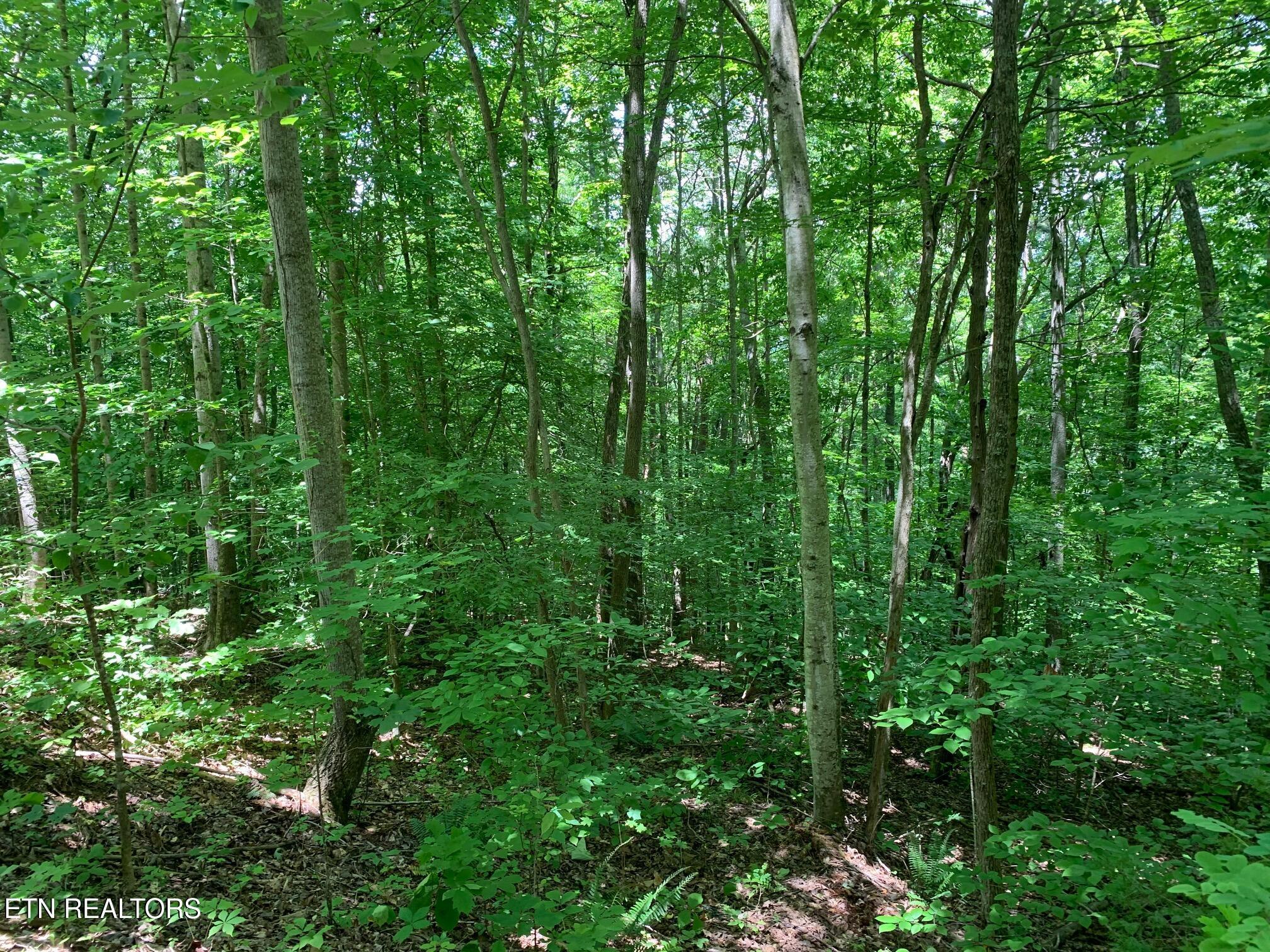 Norris Lake Real Estate - Image# 5