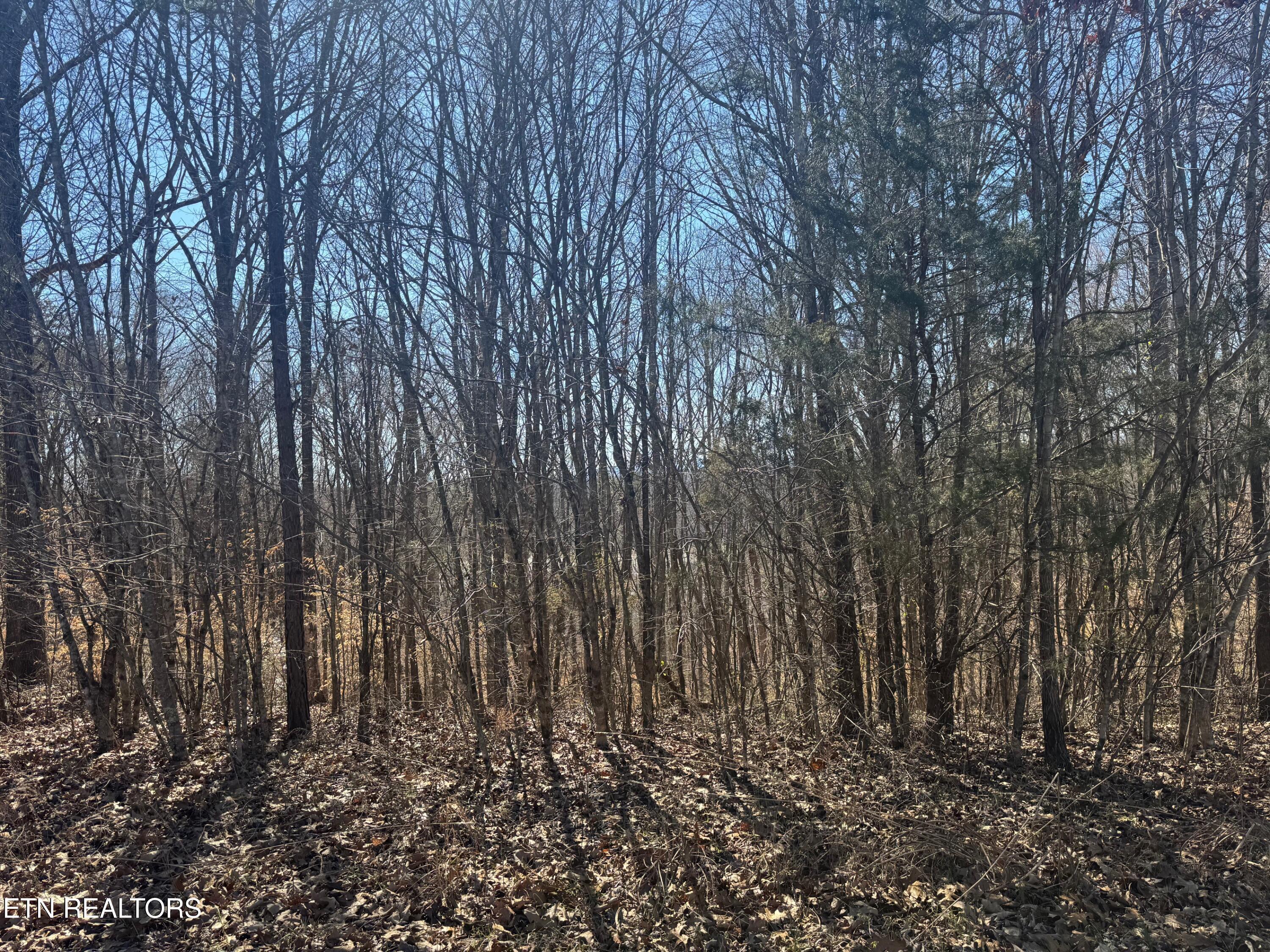 Norris Lake Real Estate - Image# 1