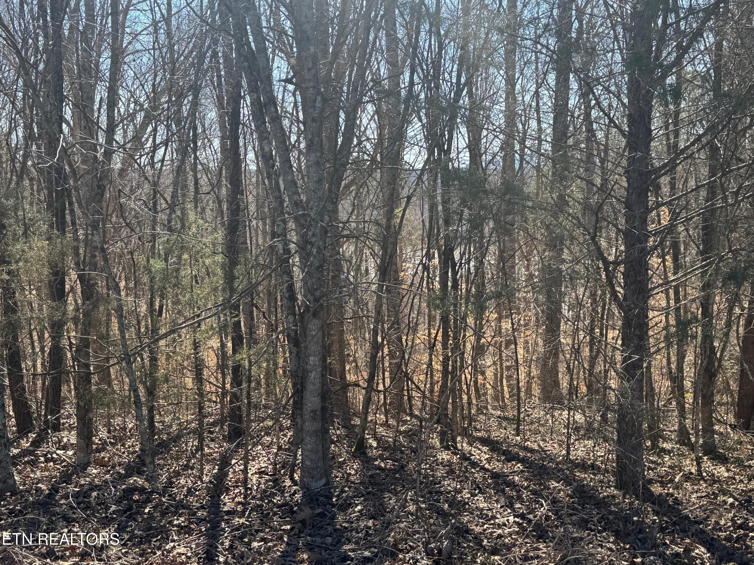 Norris Lake Real Estate - Image# 3
