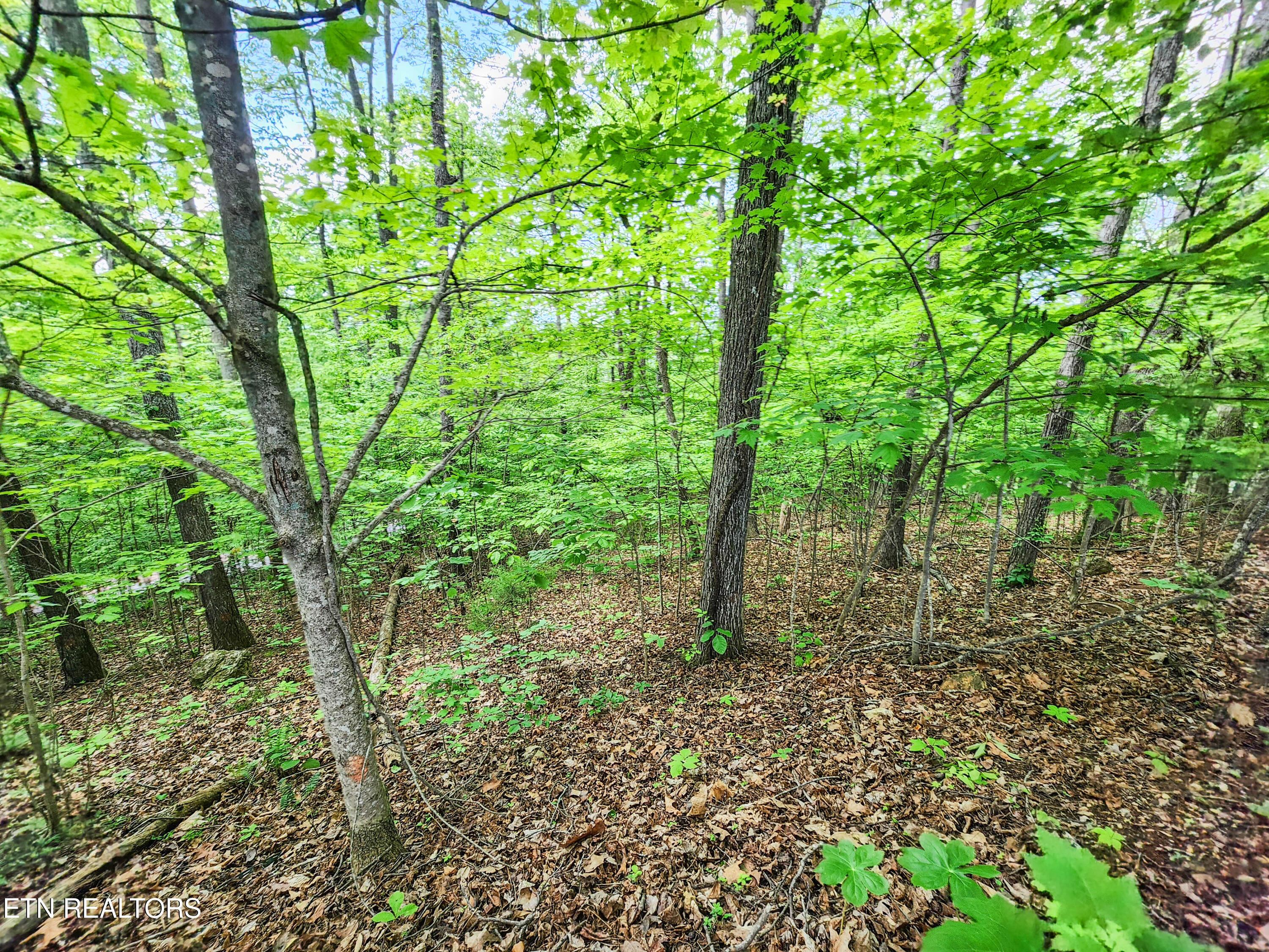 Norris Lake Real Estate - Image# 4