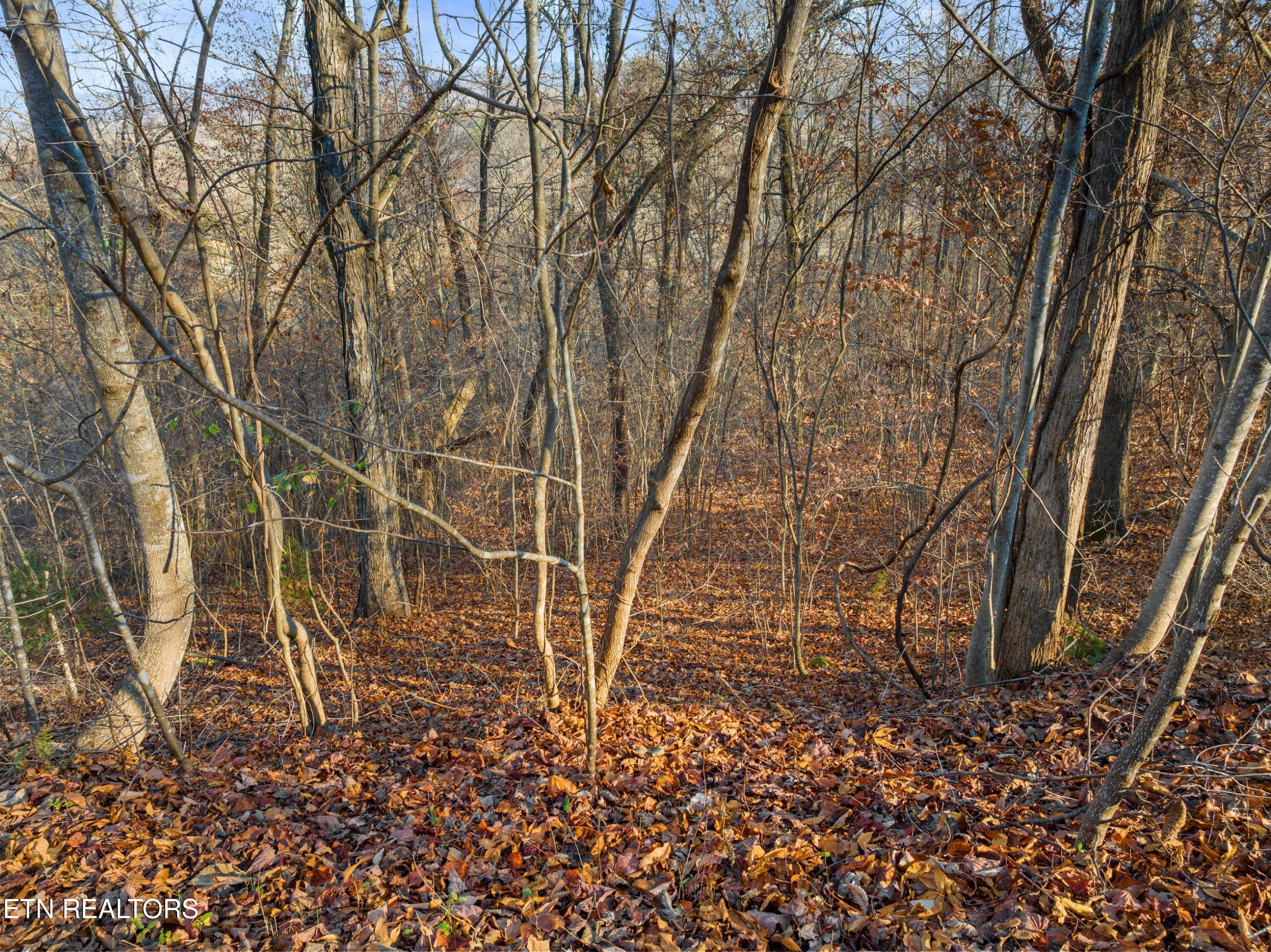 Norris Lake Real Estate - Image# 7