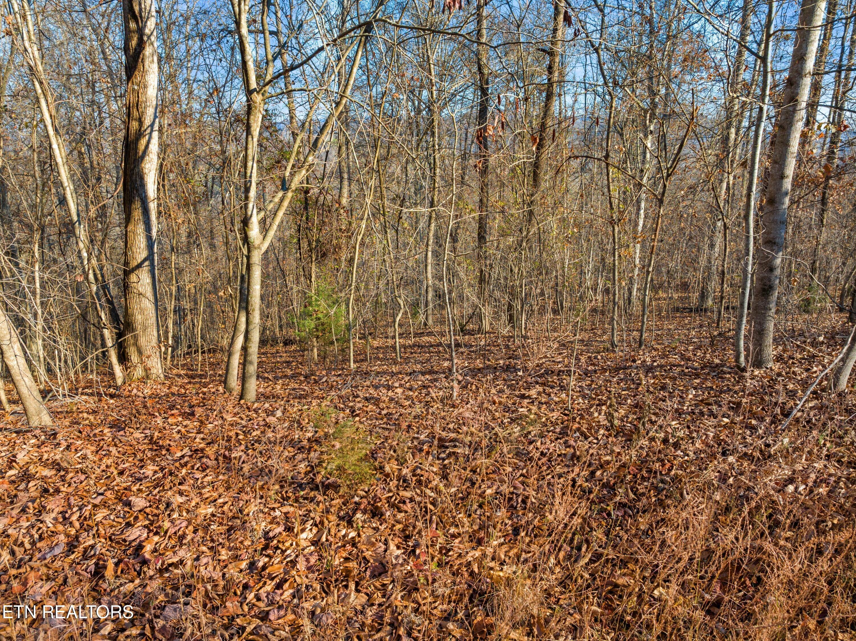 Norris Lake Real Estate - Image# 8