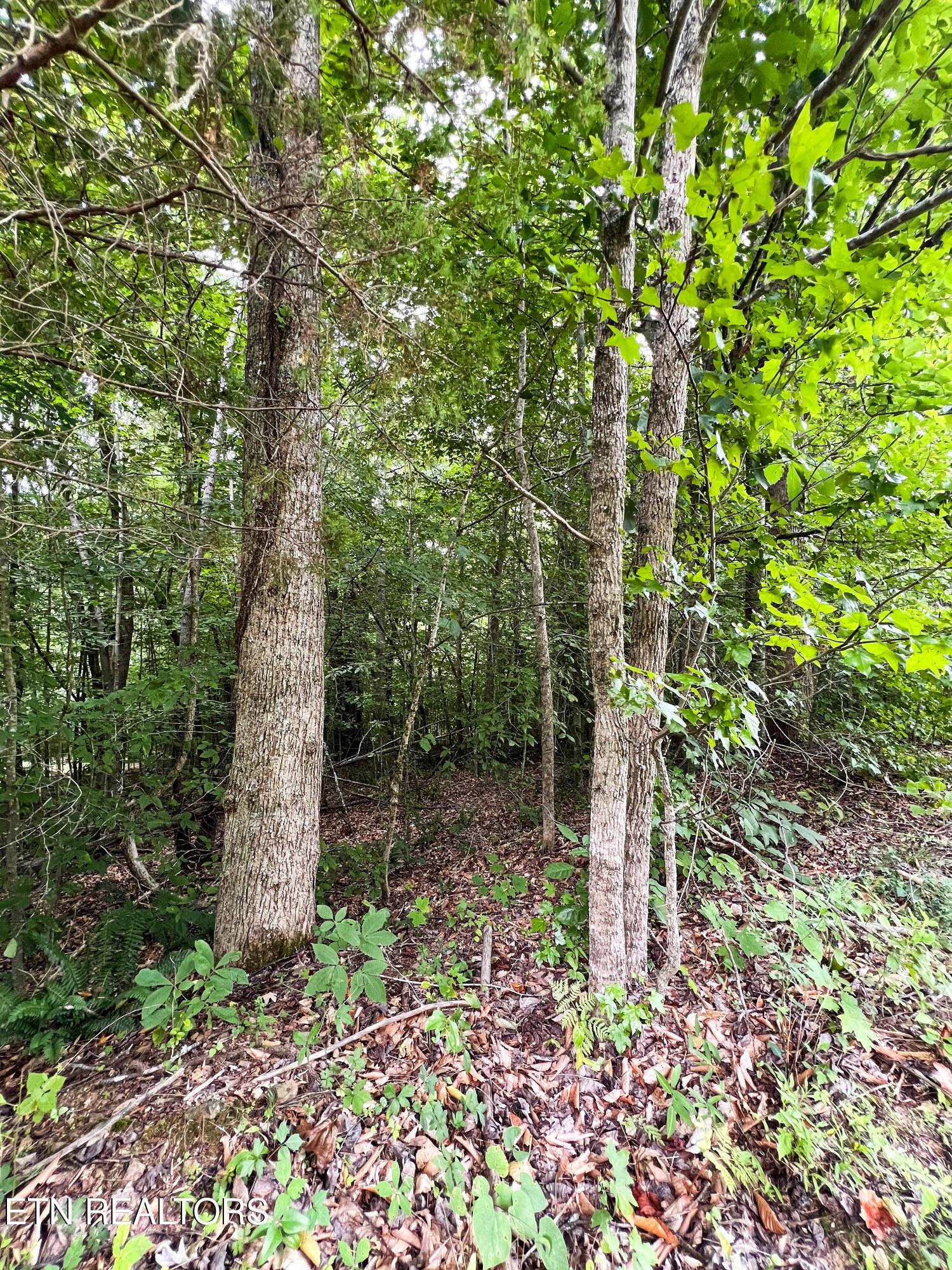 Norris Lake Real Estate - Image# 6