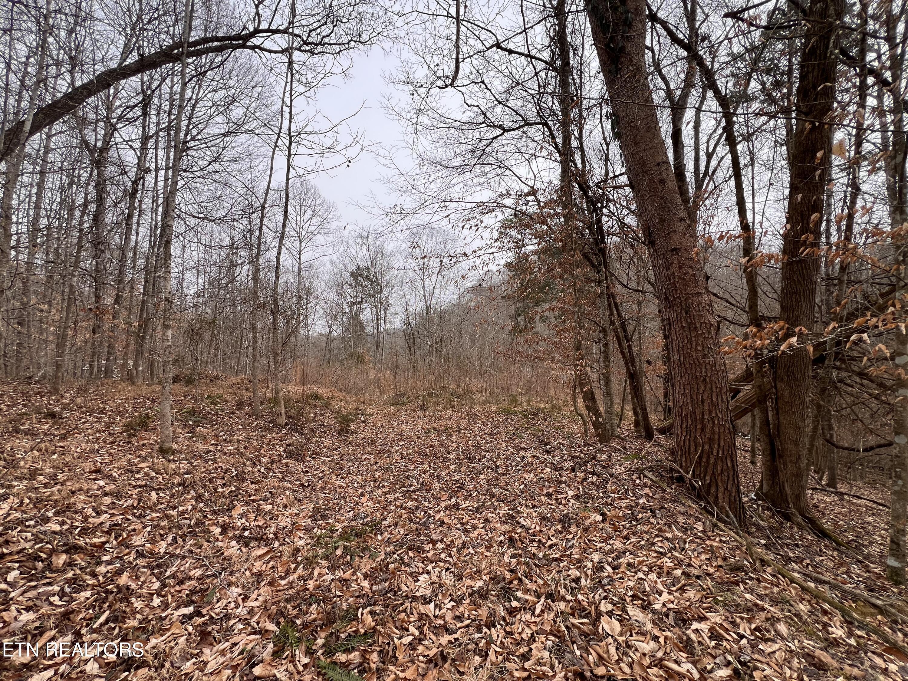Norris Lake Real Estate - Image# 16