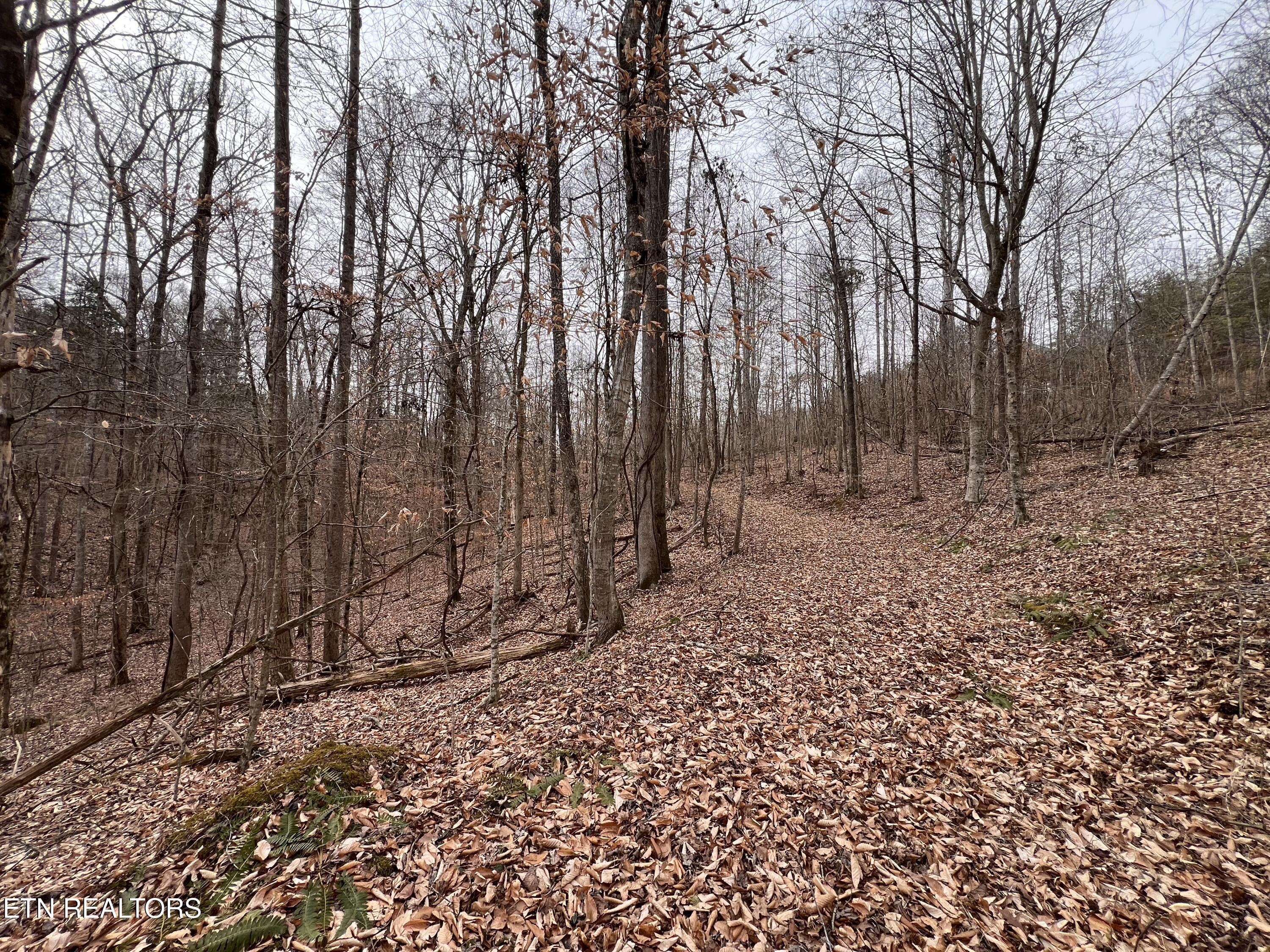 Norris Lake Real Estate - Image# 17