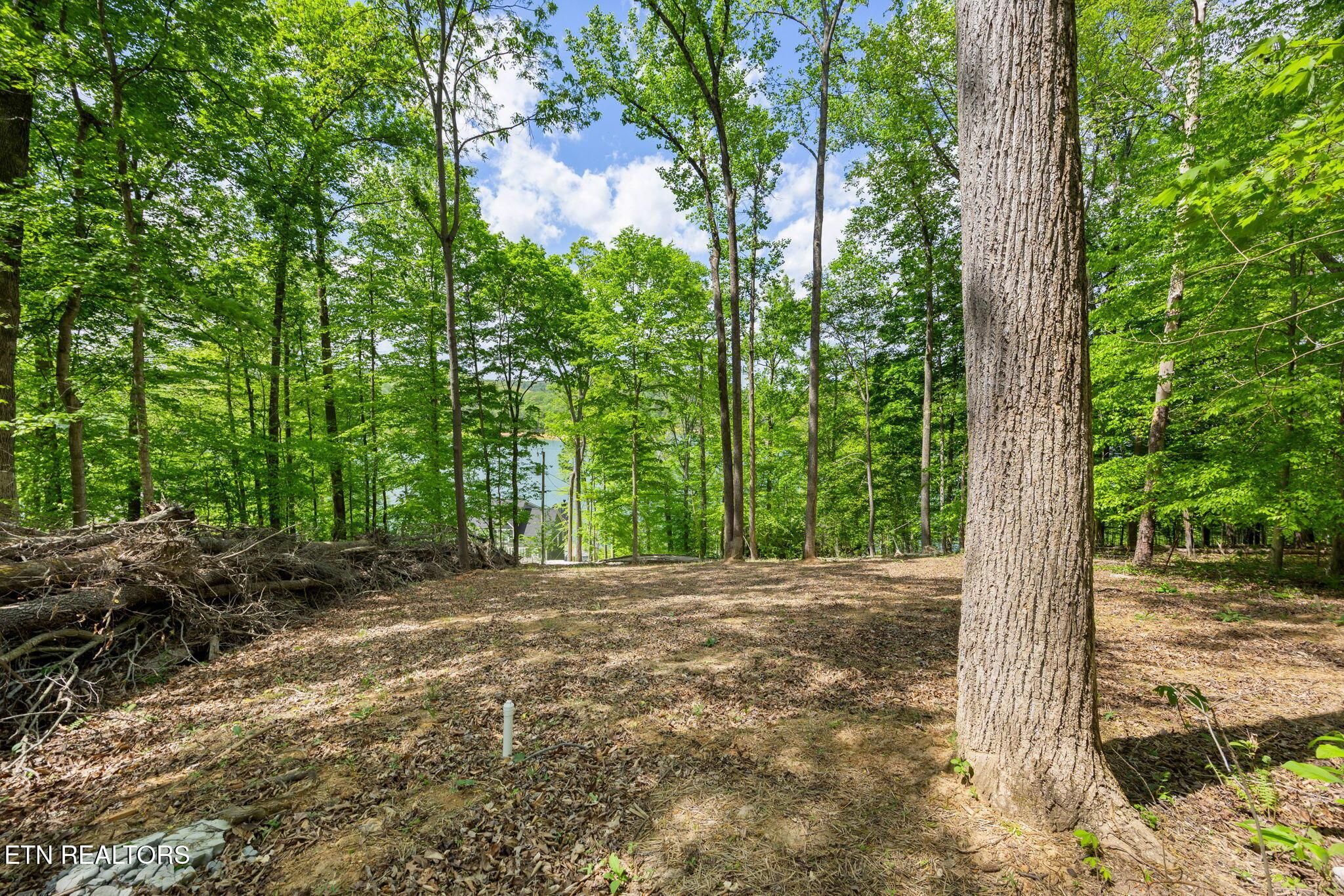 Norris Lake Real Estate - Image# 4