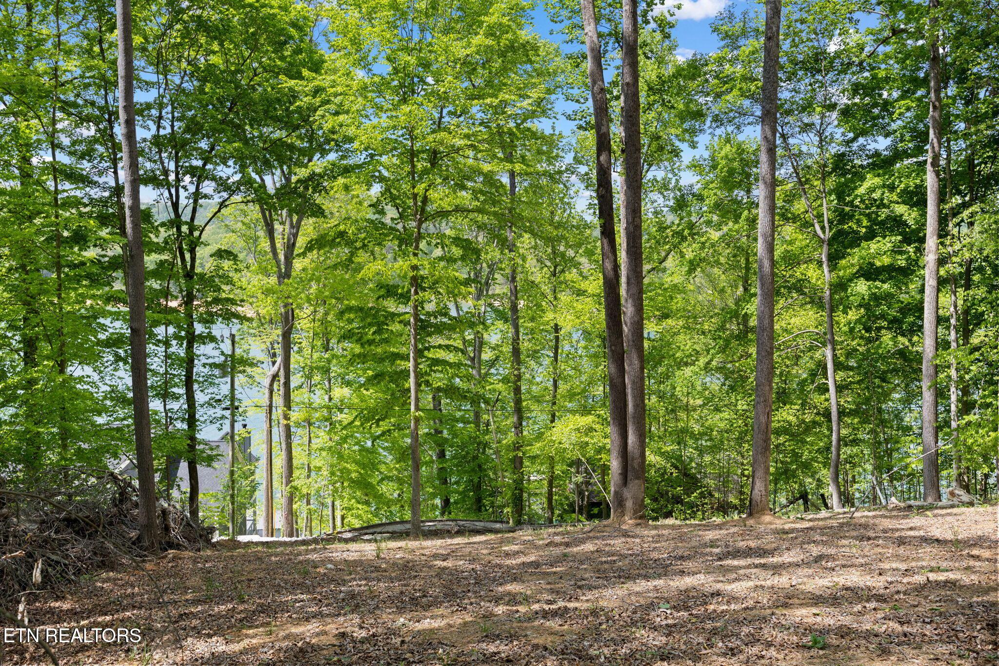 Norris Lake Real Estate - Image# 5