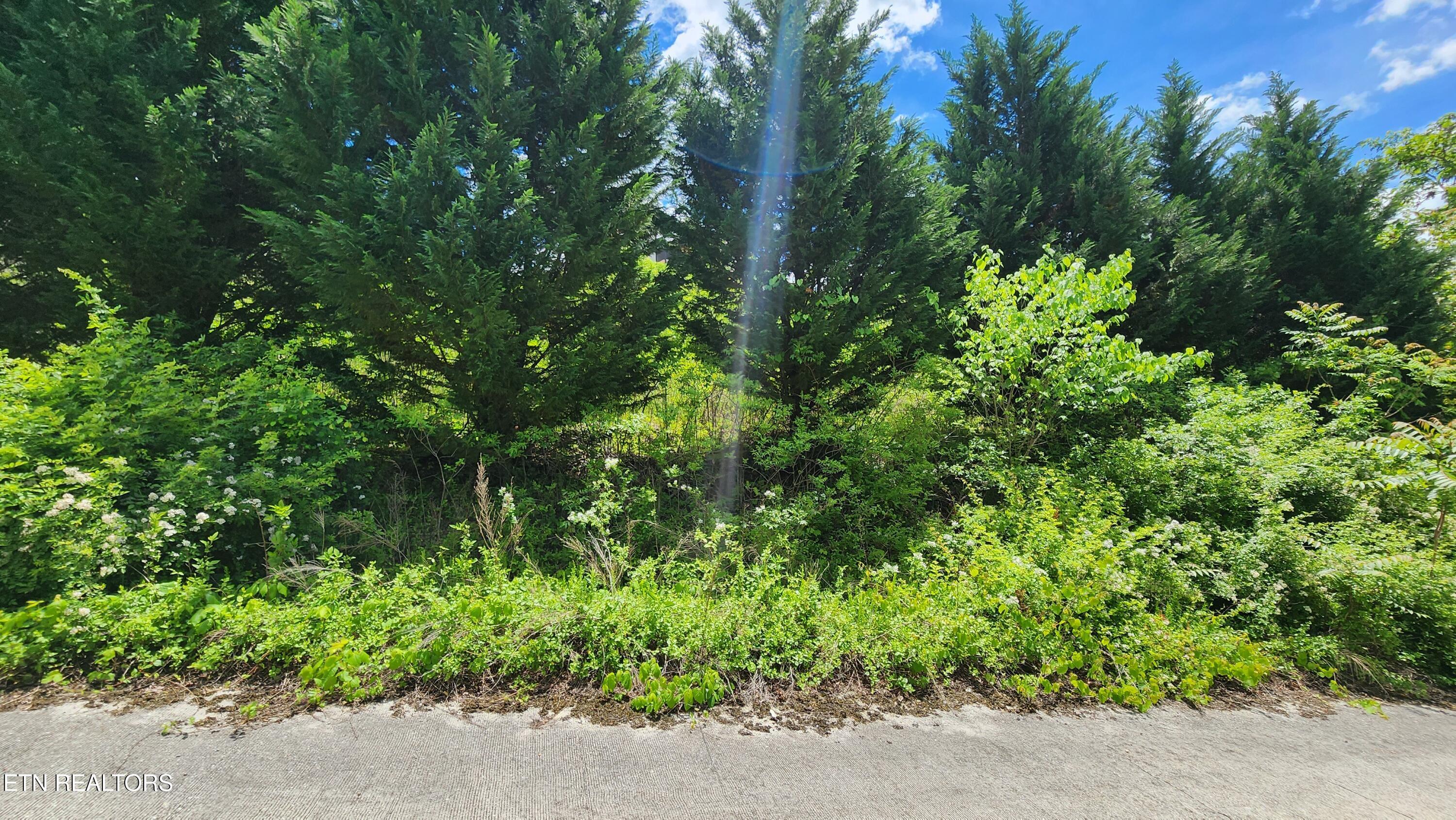 Norris Lake Real Estate - Image# 9