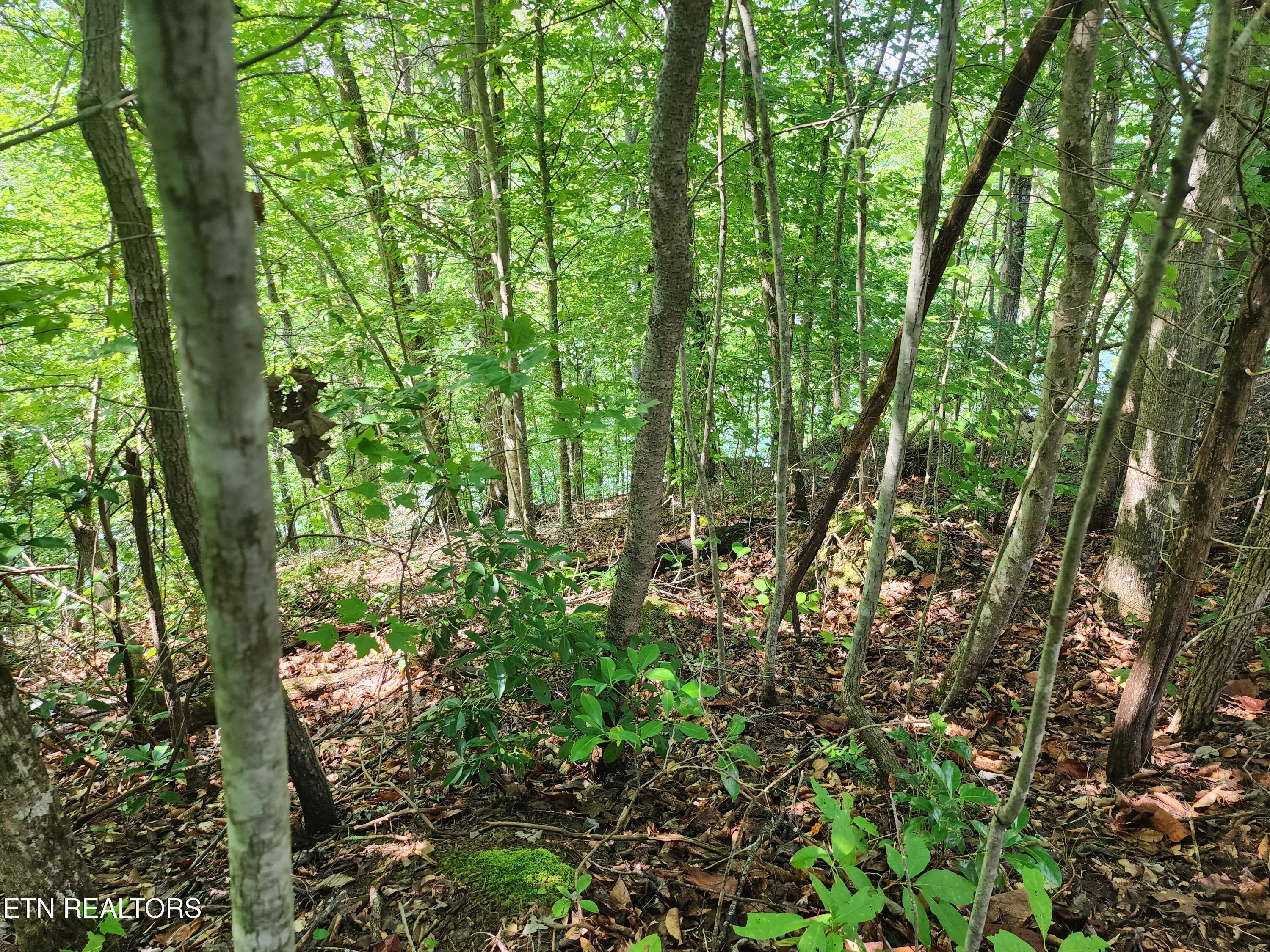 Norris Lake Real Estate - Image# 3