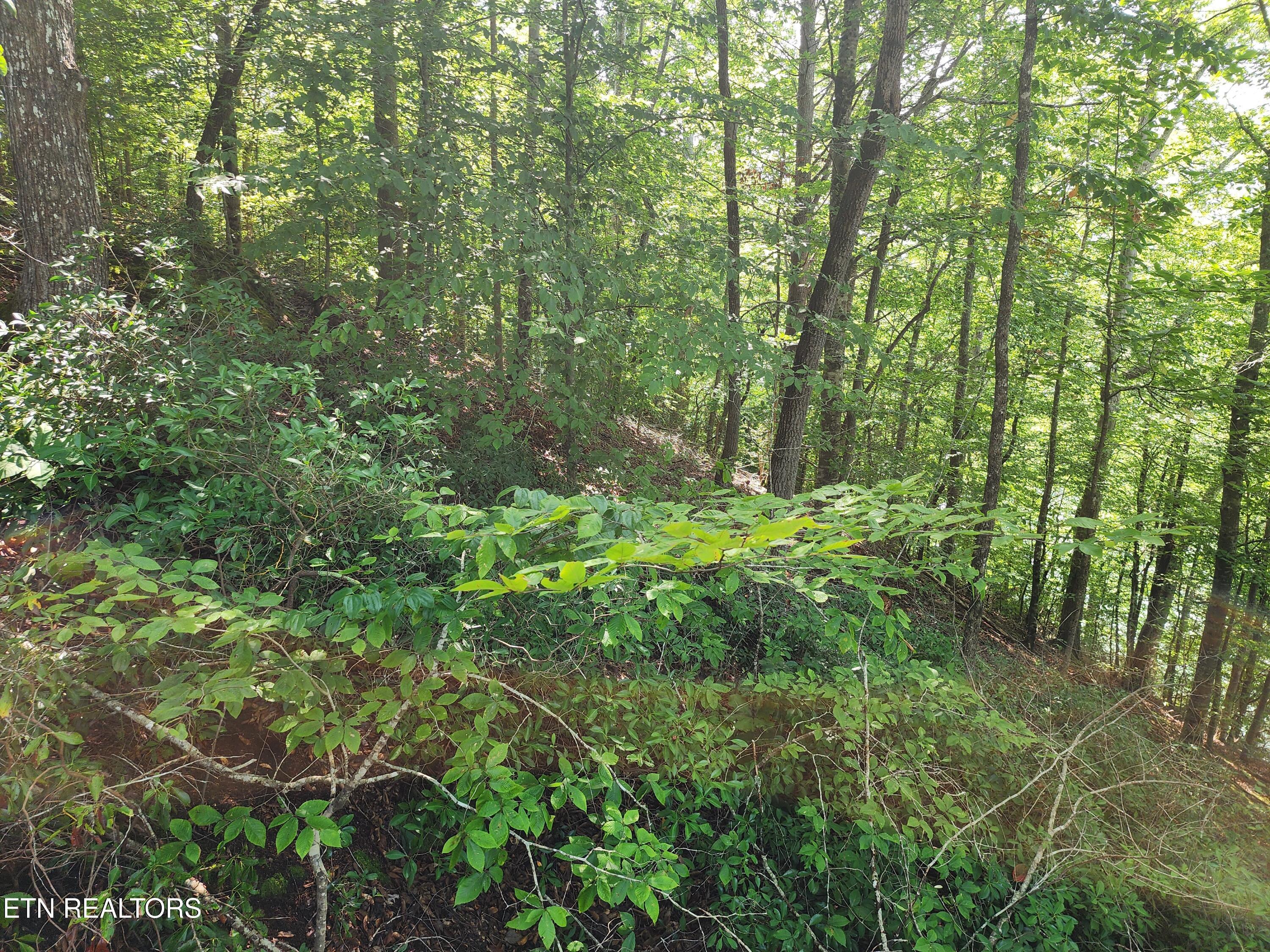 Norris Lake Real Estate - Image# 4