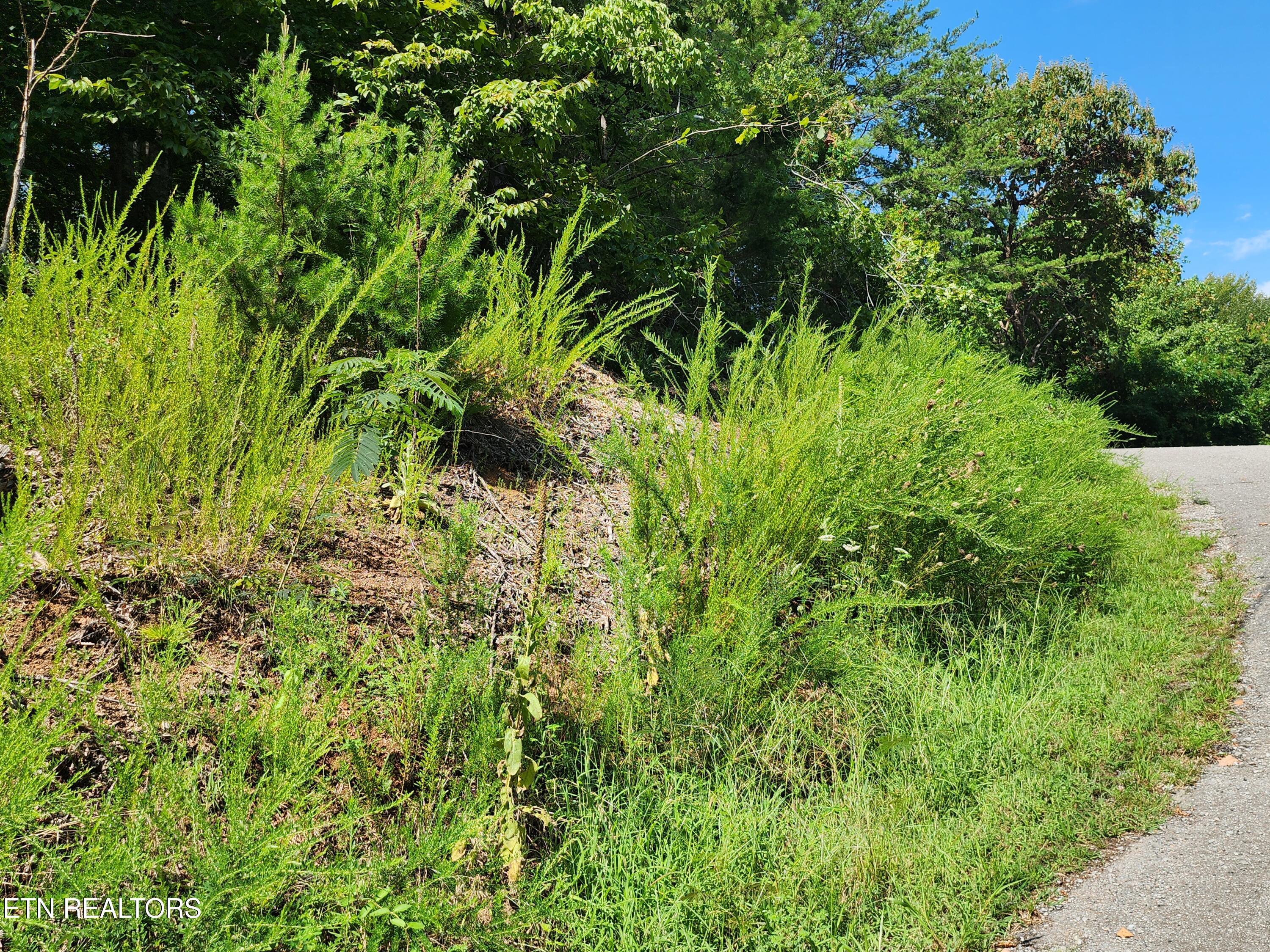 Norris Lake Real Estate - Image# 5