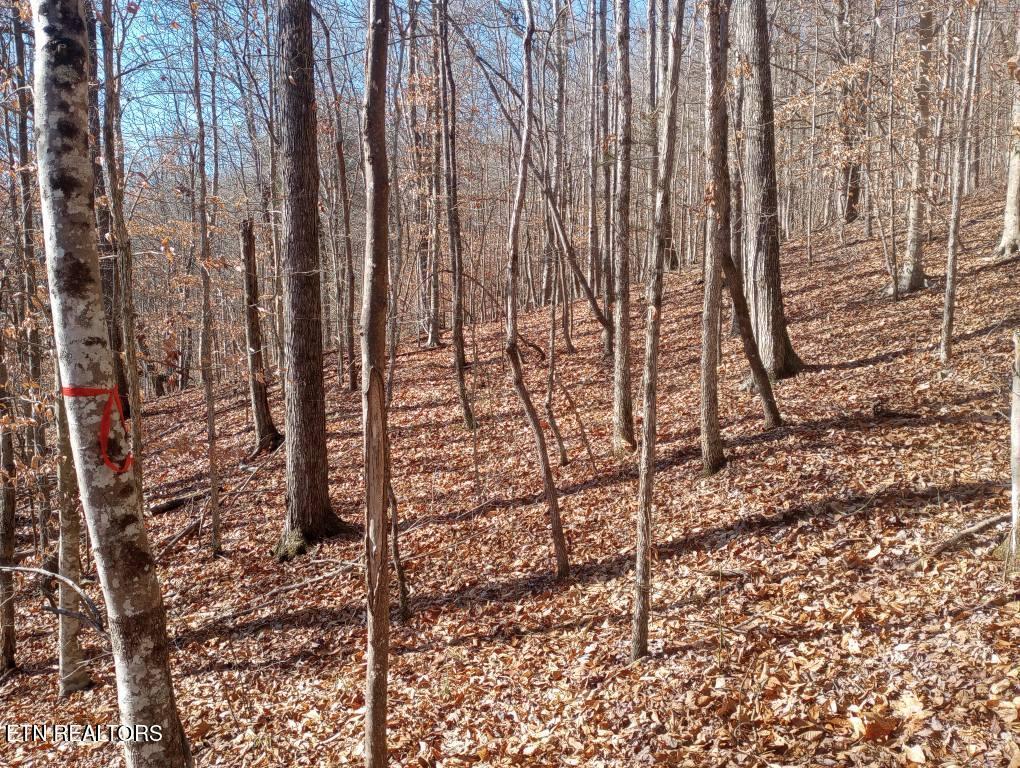Norris Lake Real Estate - Image# 18