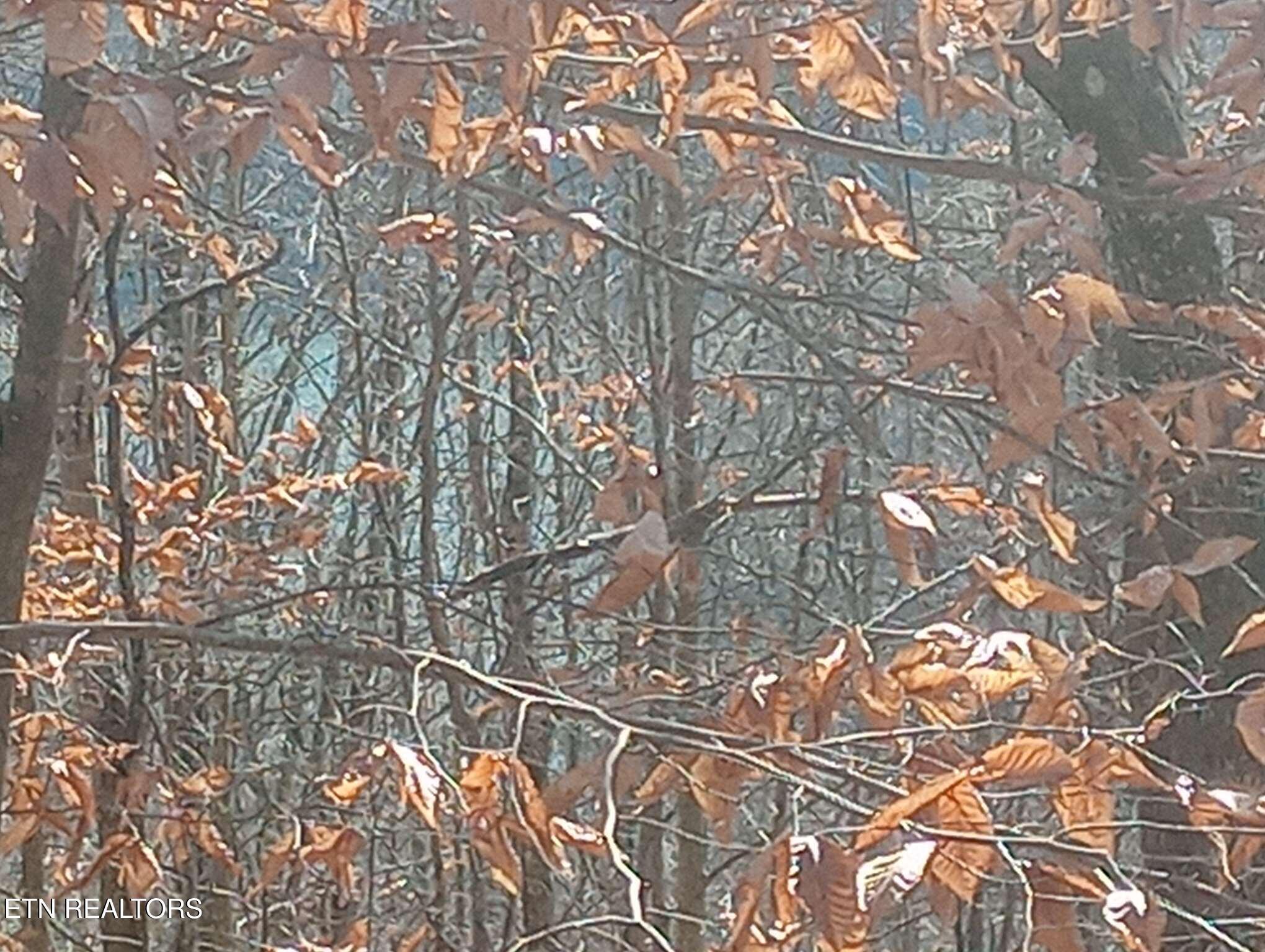 Norris Lake Real Estate - Image# 19