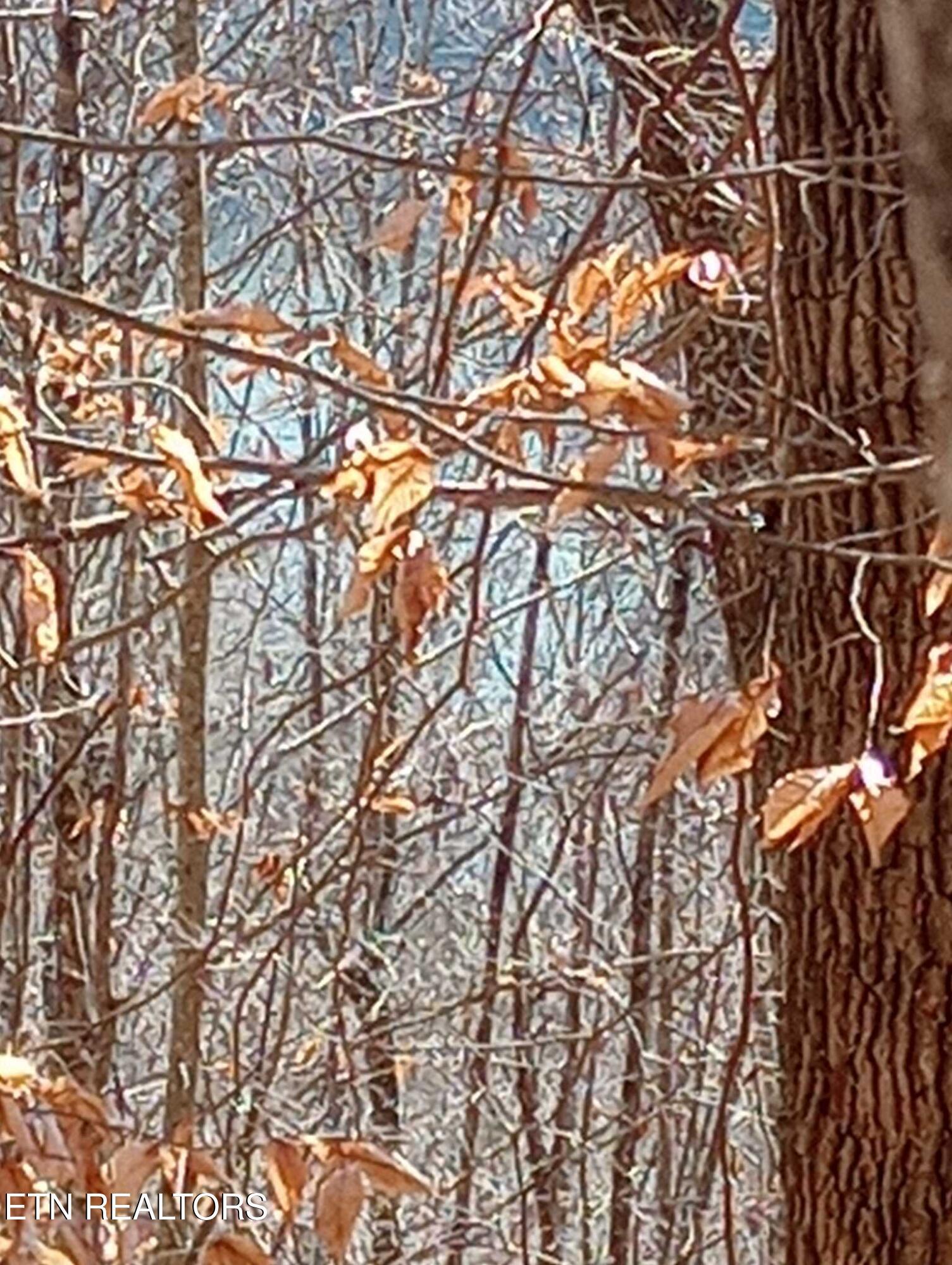 Norris Lake Real Estate - Image# 20