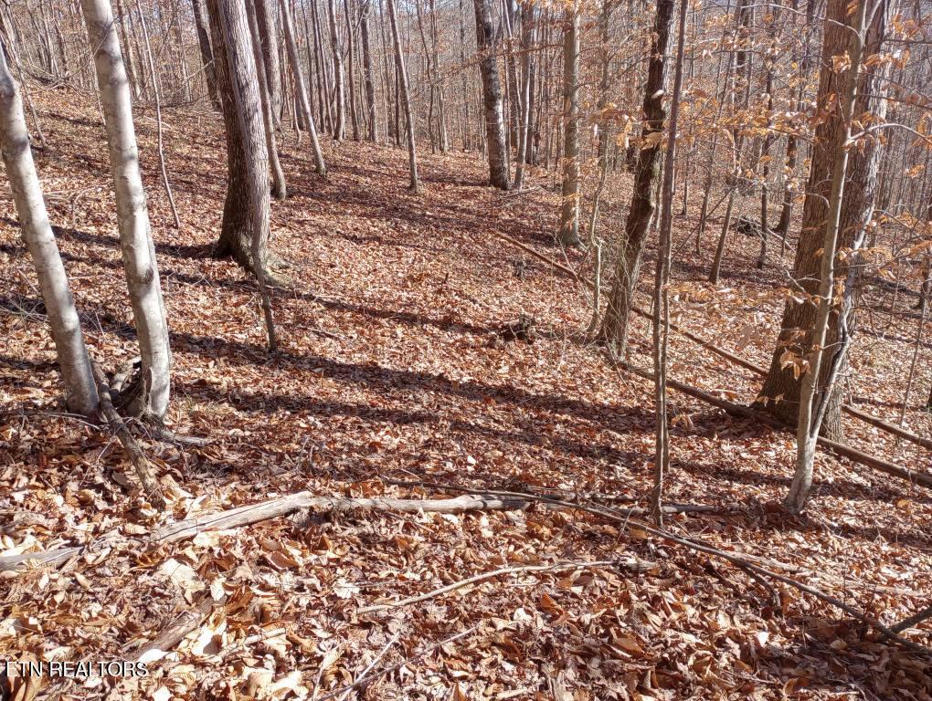 Norris Lake Real Estate - Image# 21