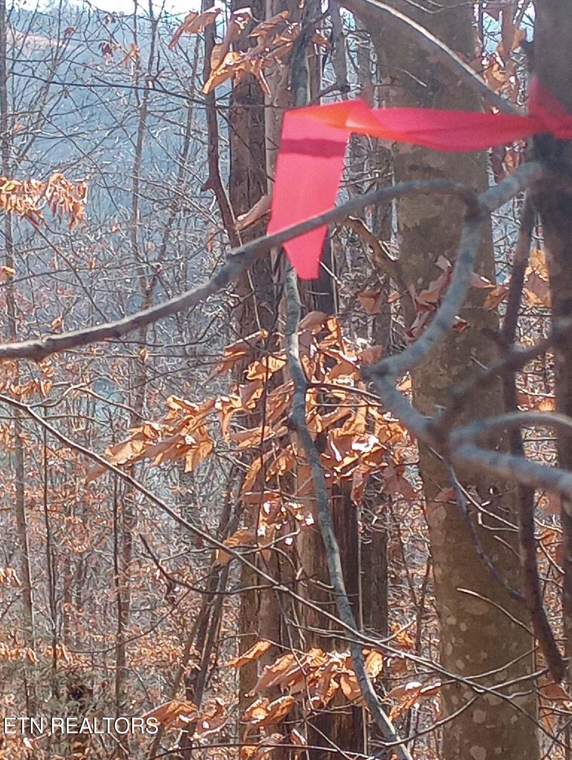 Norris Lake Real Estate - Image# 22