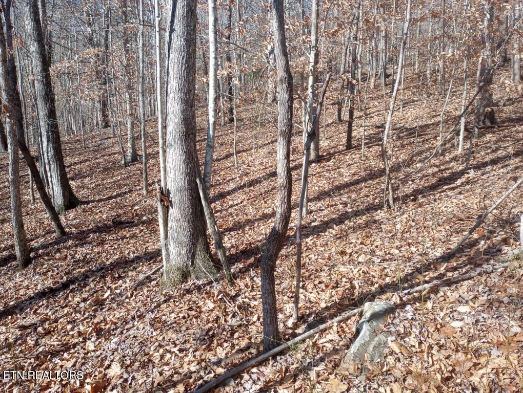 Norris Lake Real Estate - Image# 23