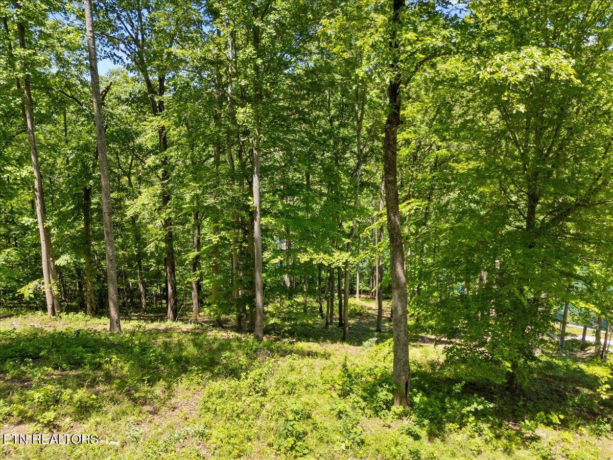 Norris Lake Real Estate - Image# 13