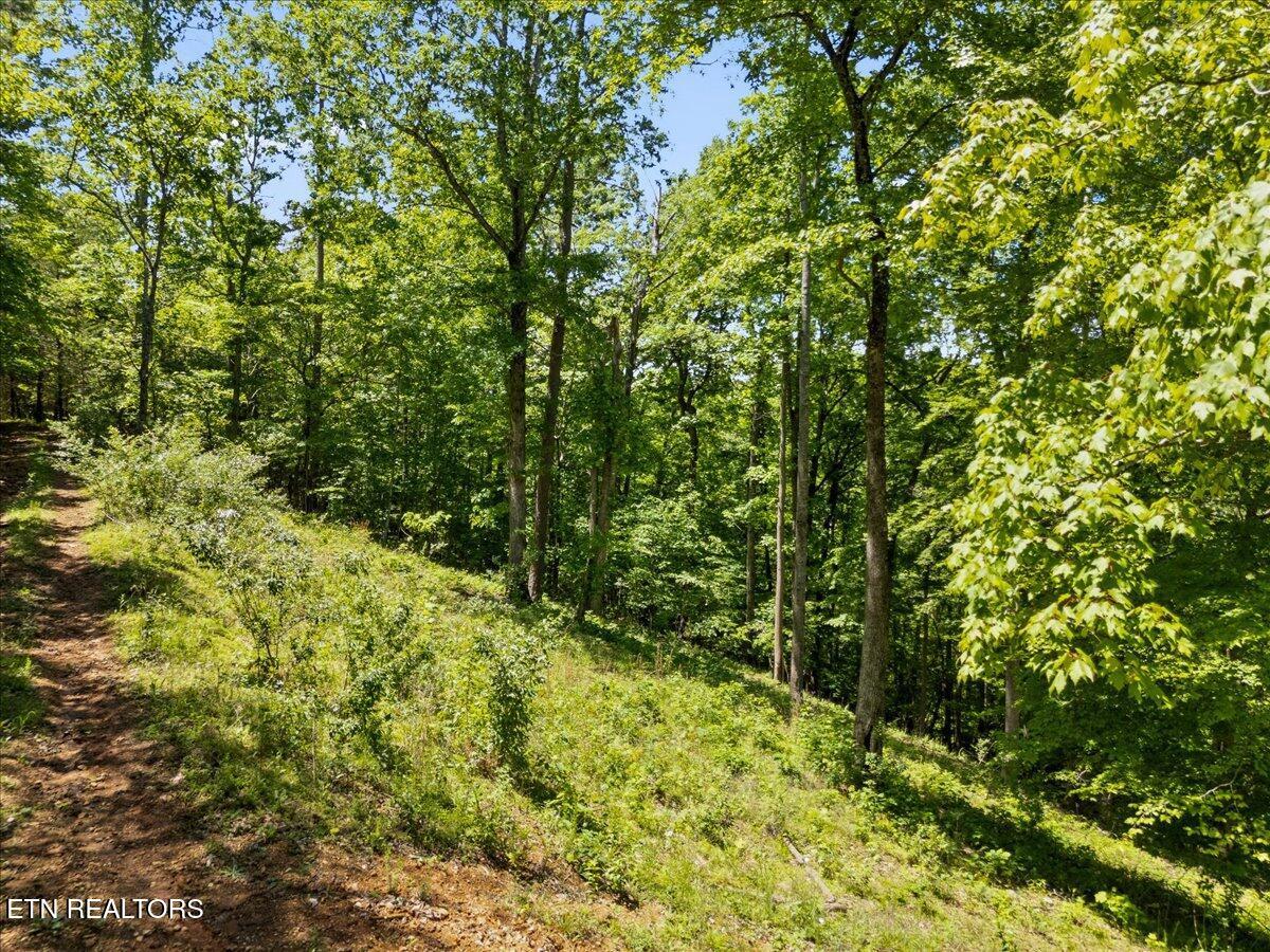 Norris Lake Real Estate - Image# 14