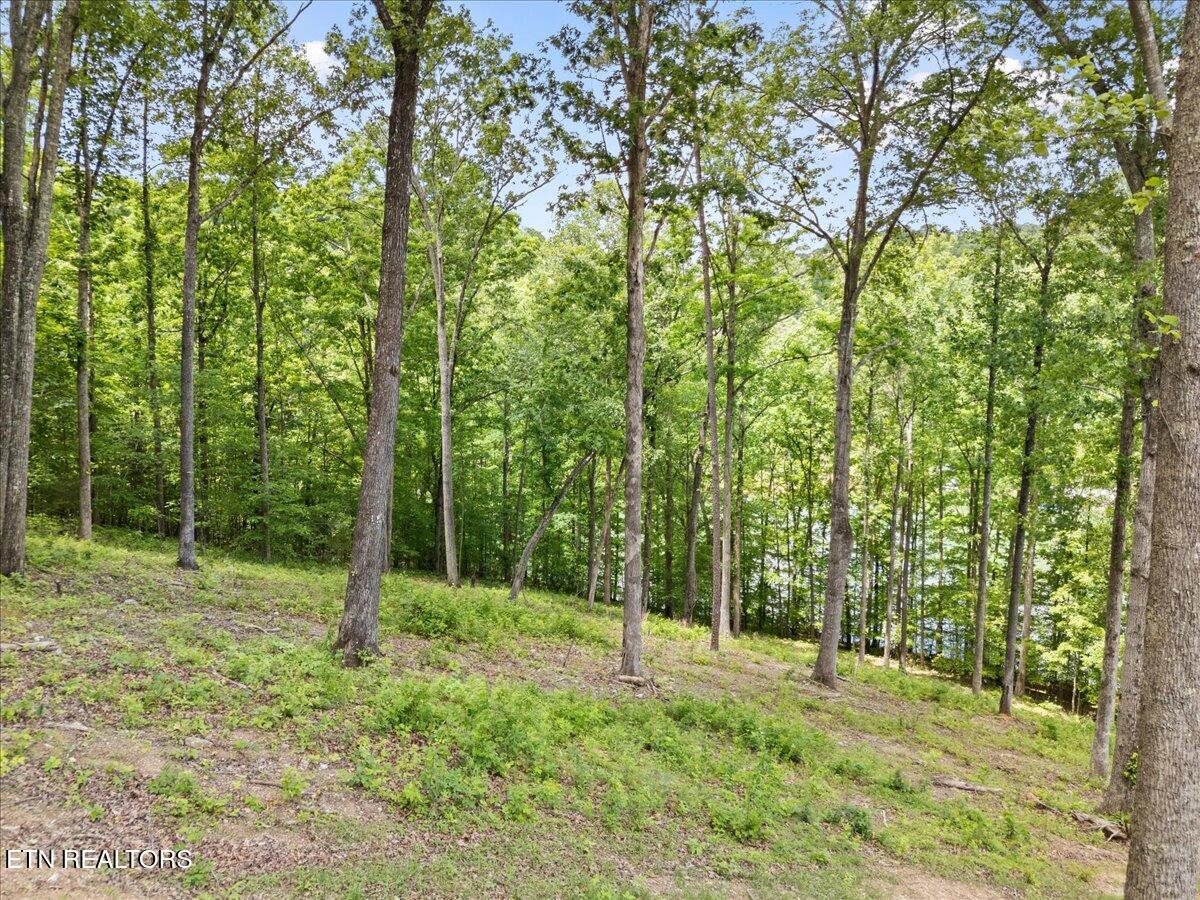 Norris Lake Real Estate - Image# 16