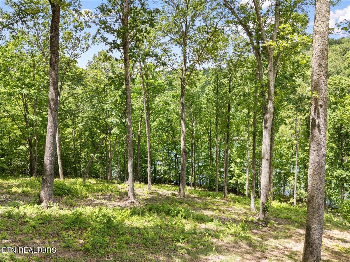 Norris Lake Real Estate - Image# 17