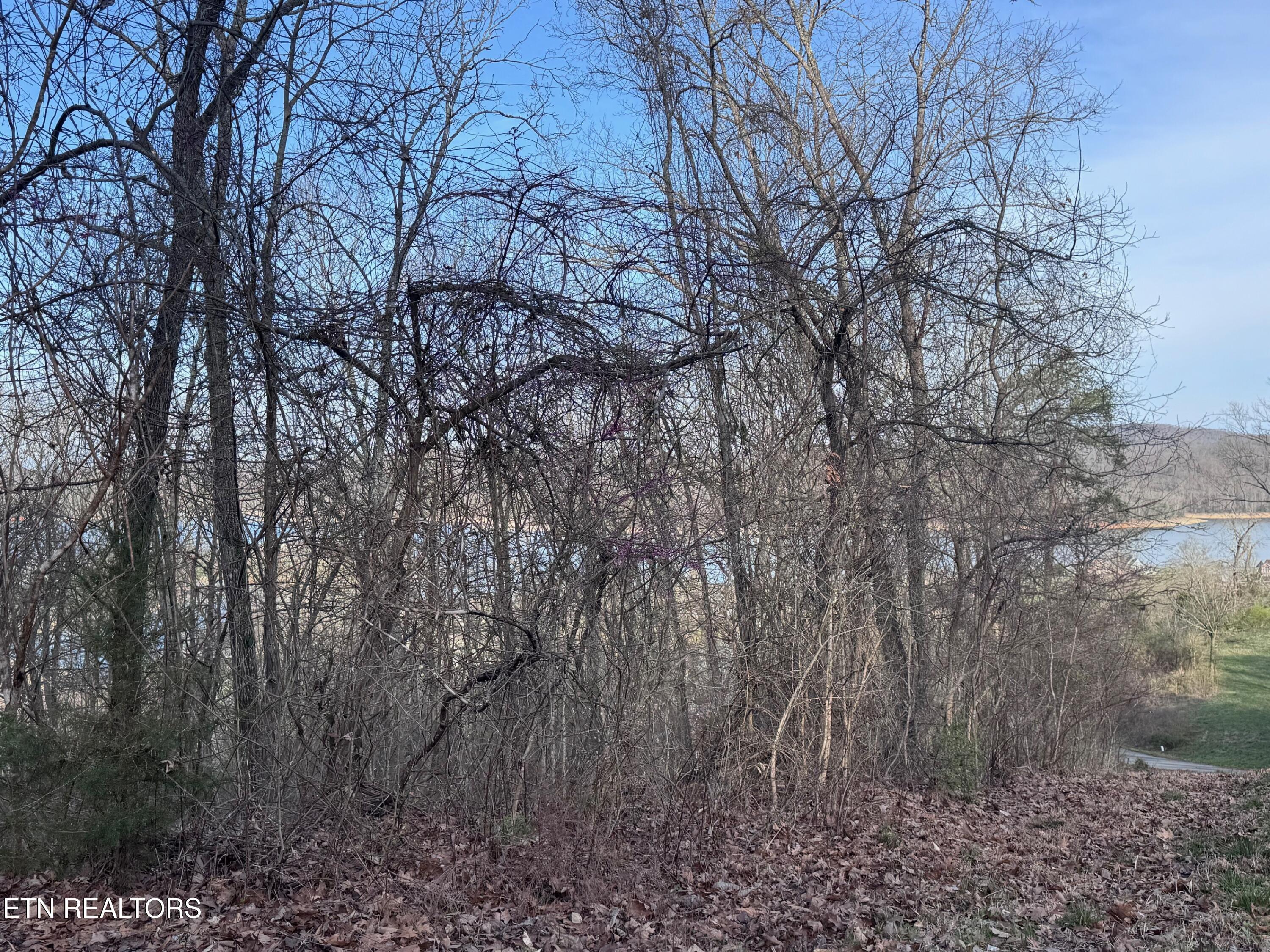 Norris Lake Real Estate - Image# 6