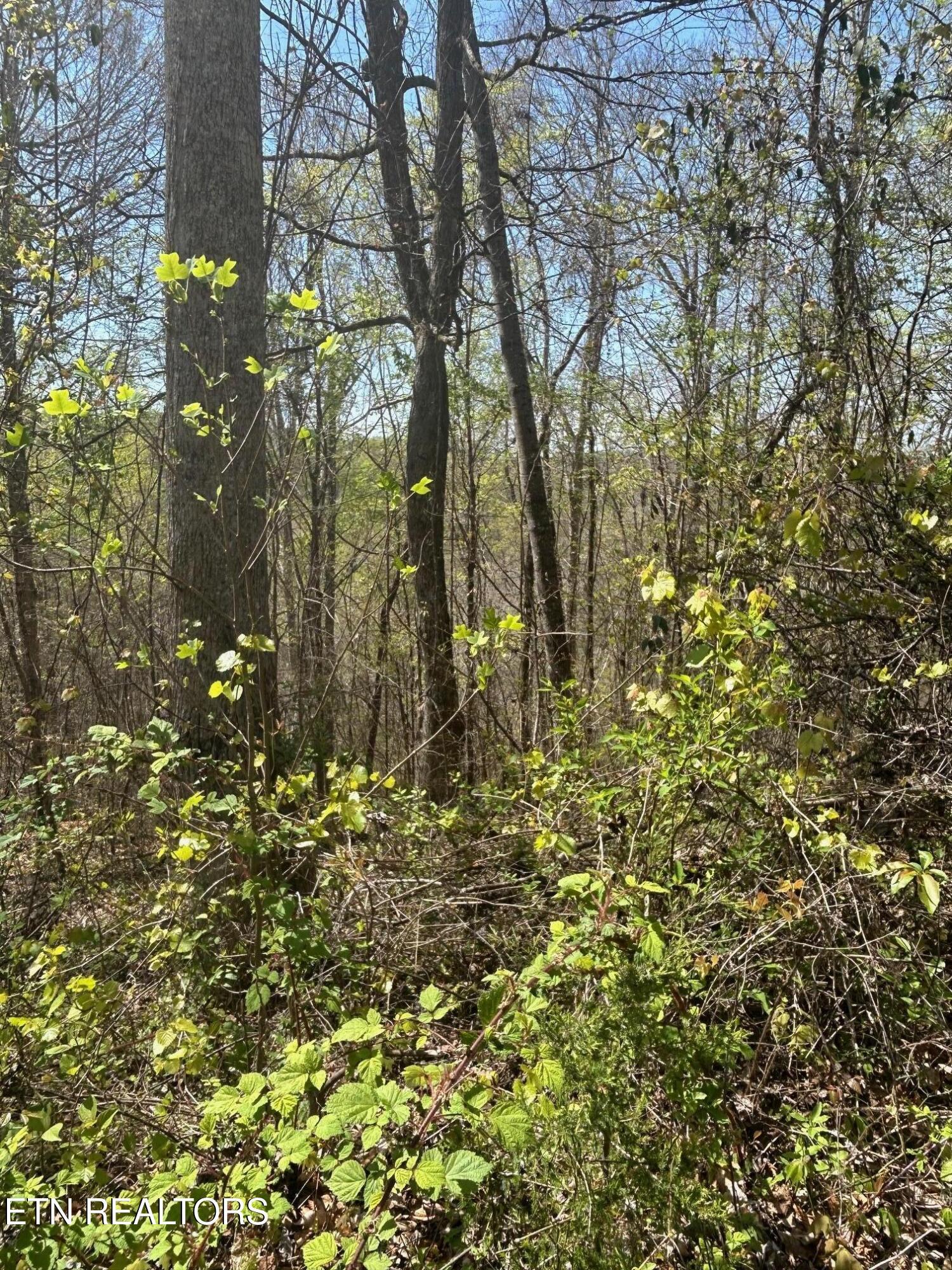 Norris Lake Real Estate - Image# 2