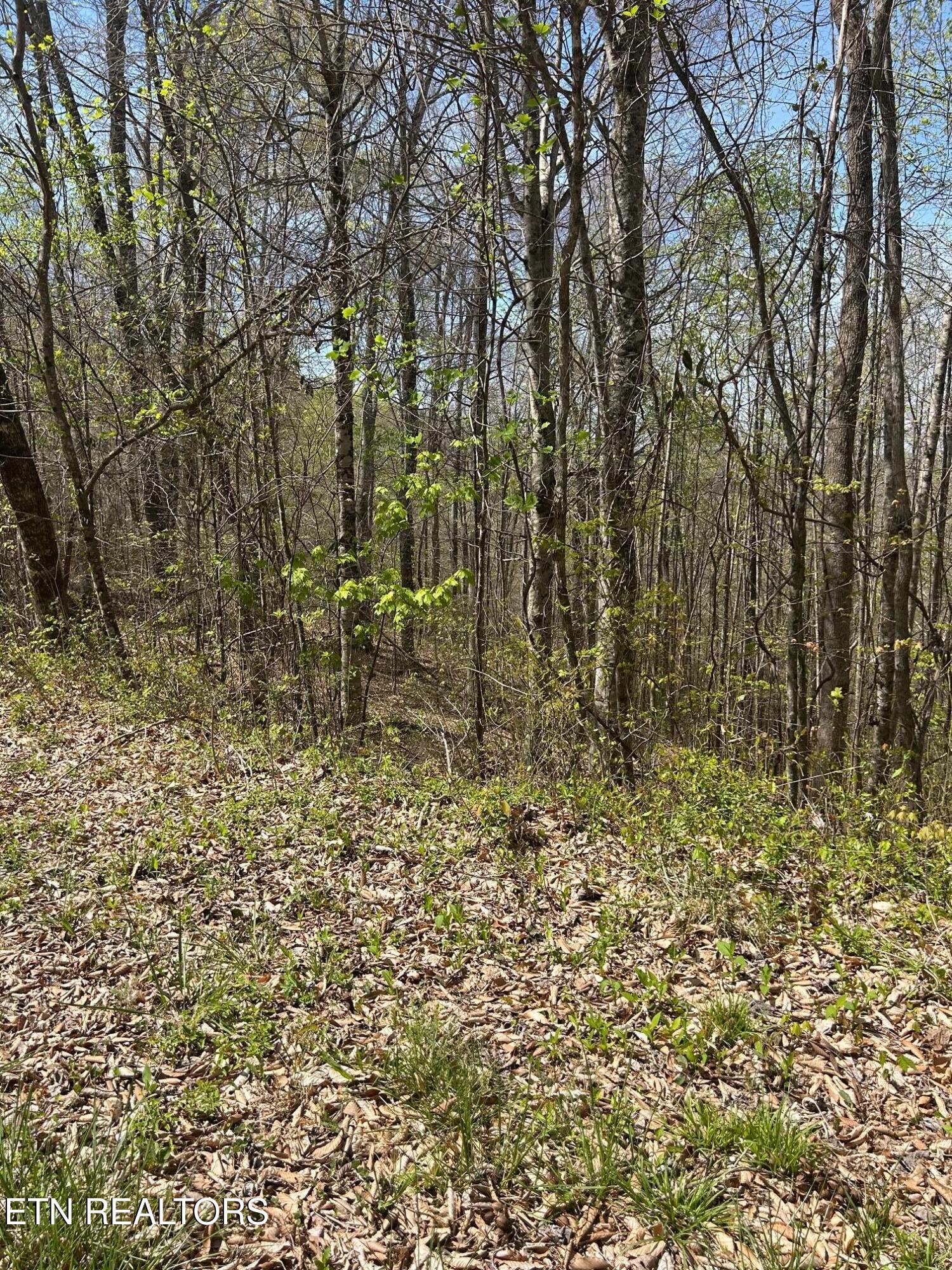 Norris Lake Real Estate - Image# 5