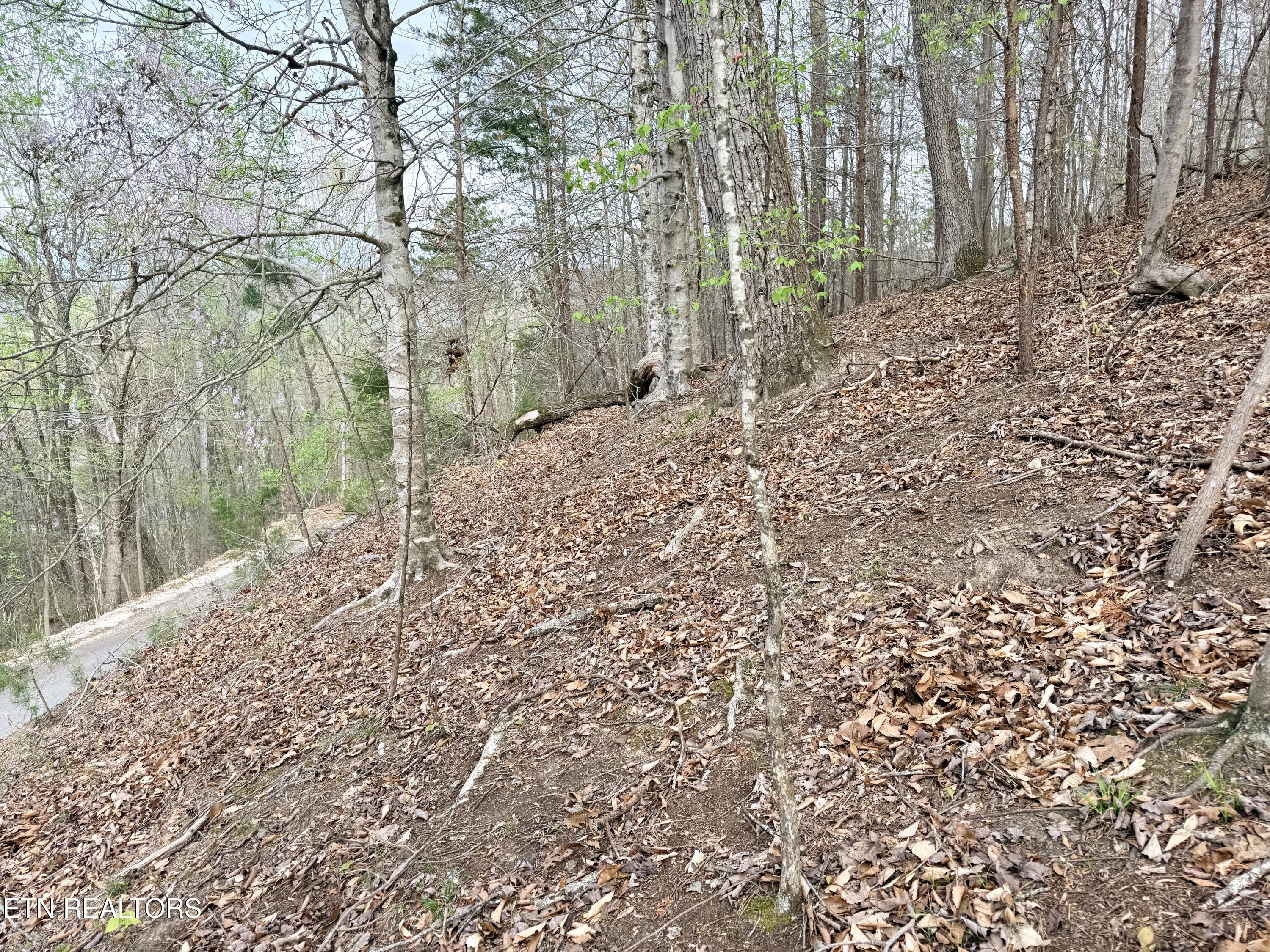 Norris Lake Real Estate - Image# 11