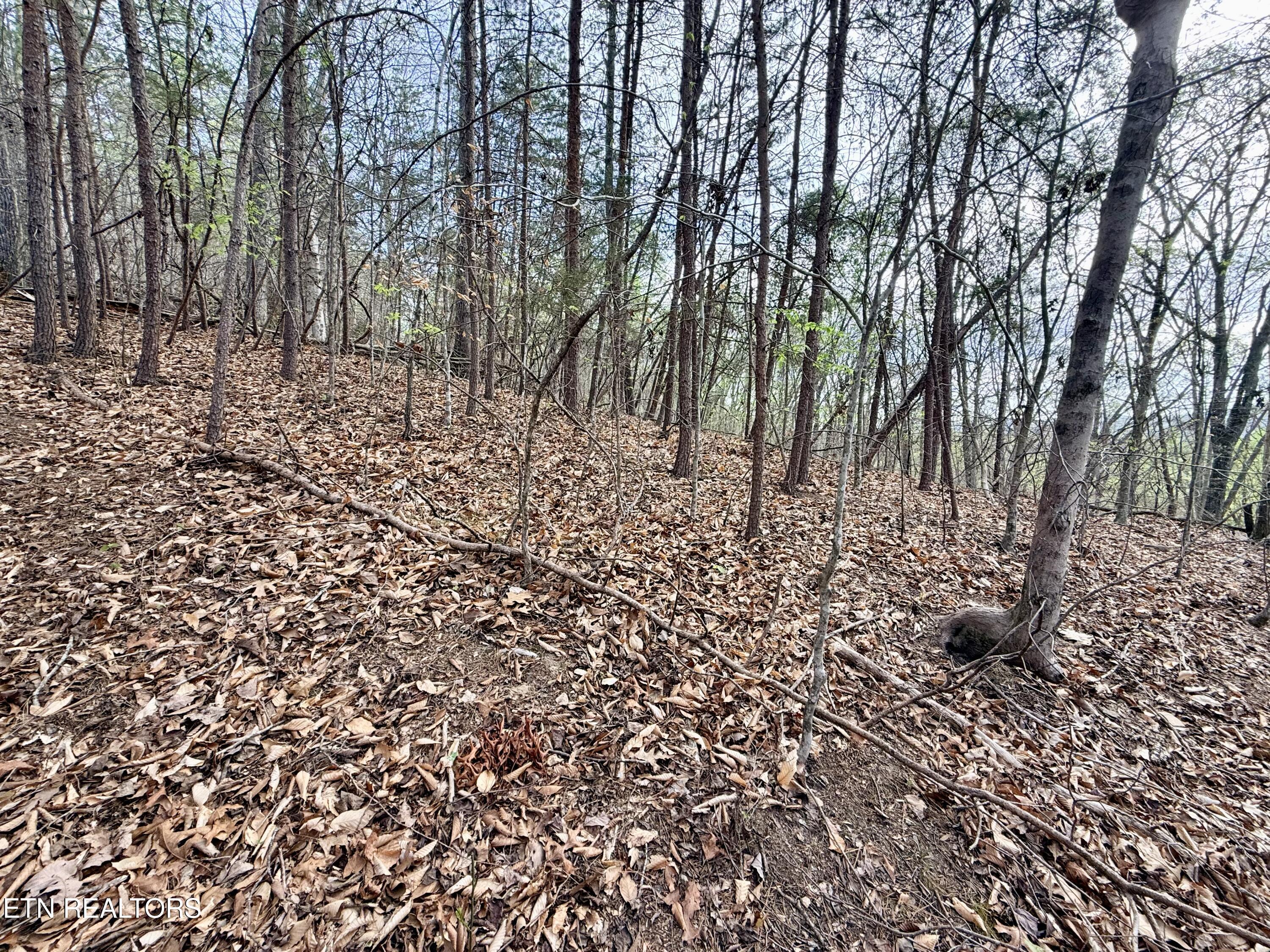 Norris Lake Real Estate - Image# 13
