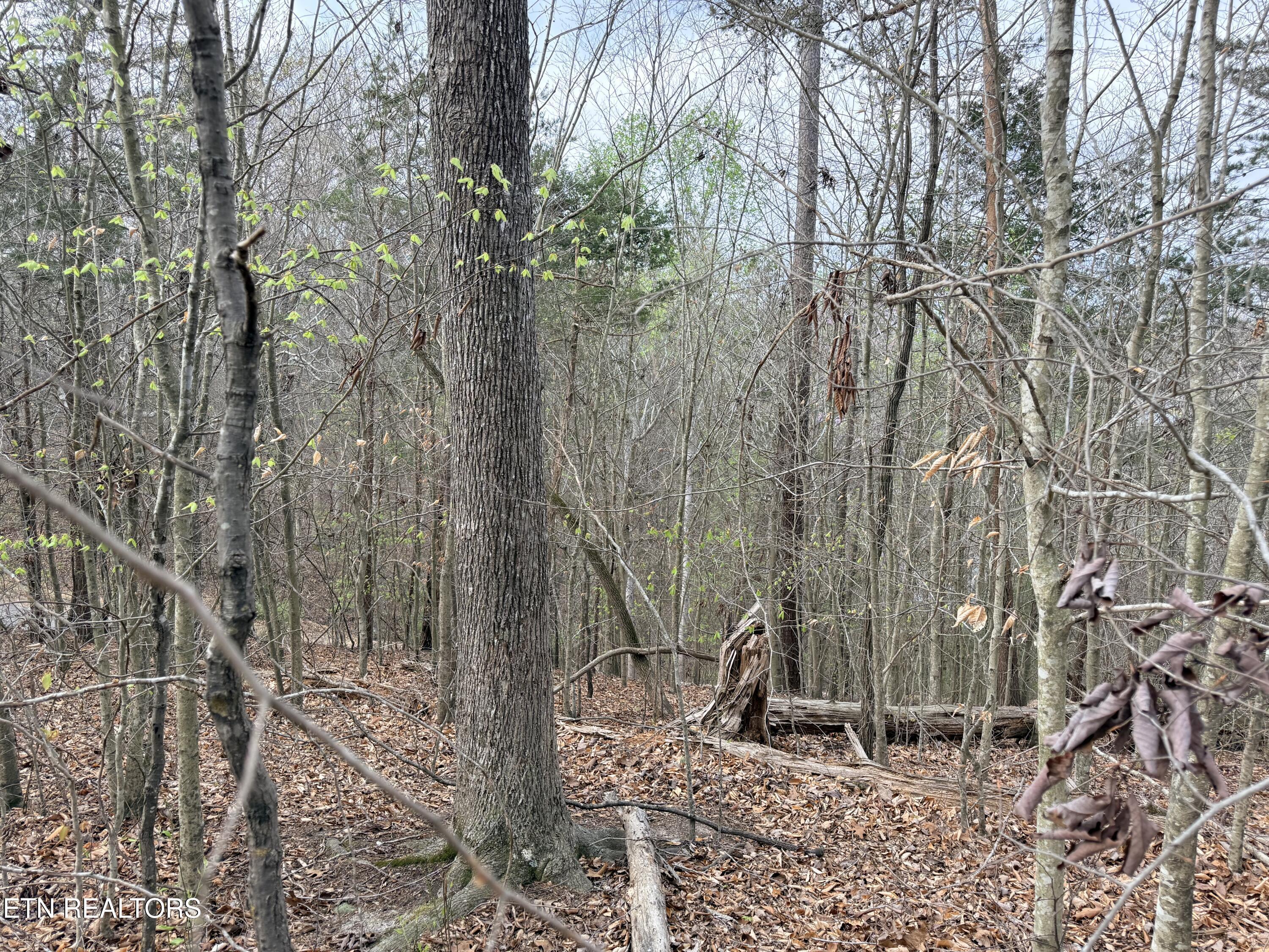 Norris Lake Real Estate - Image# 15
