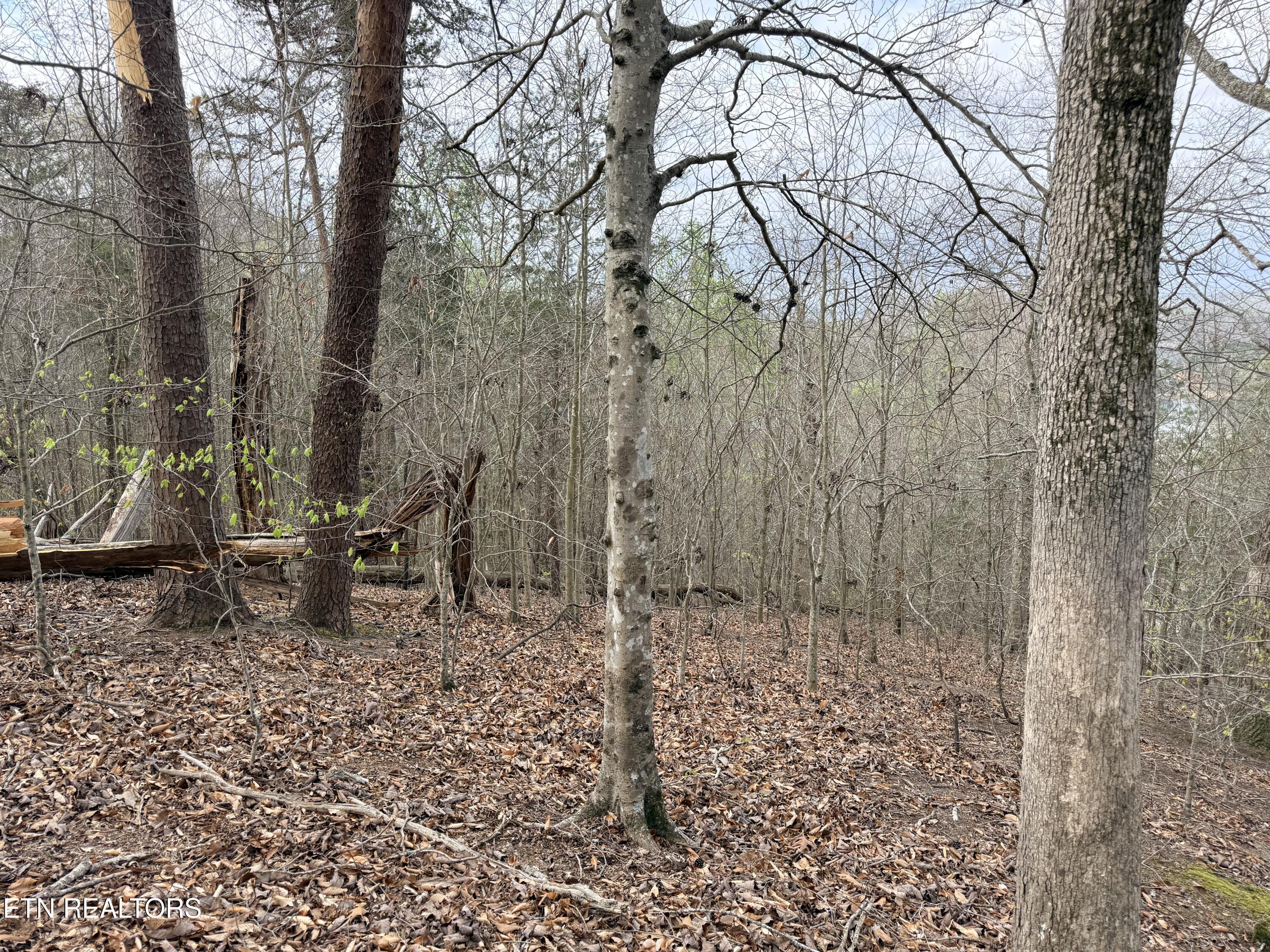 Norris Lake Real Estate - Image# 18