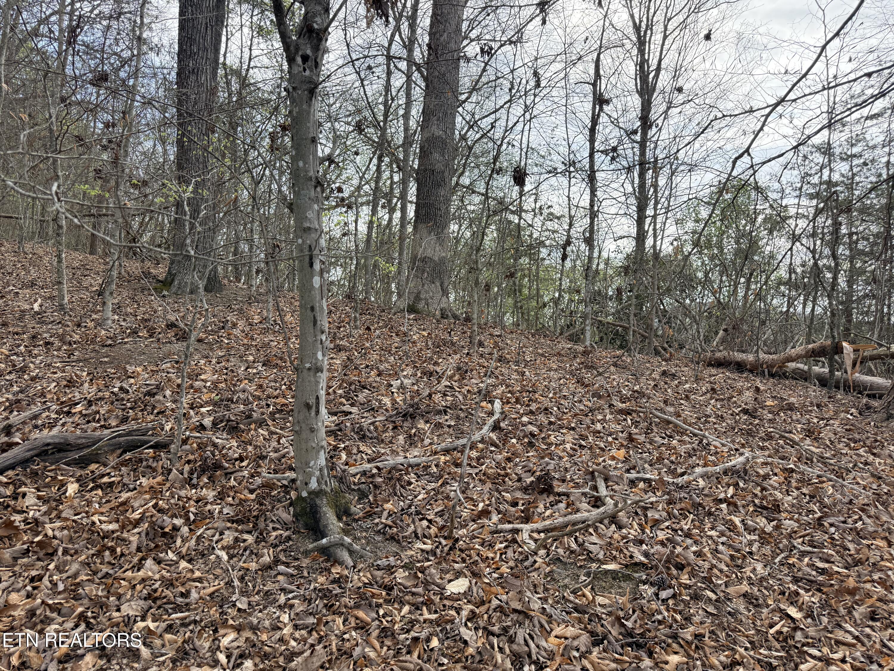 Norris Lake Real Estate - Image# 19