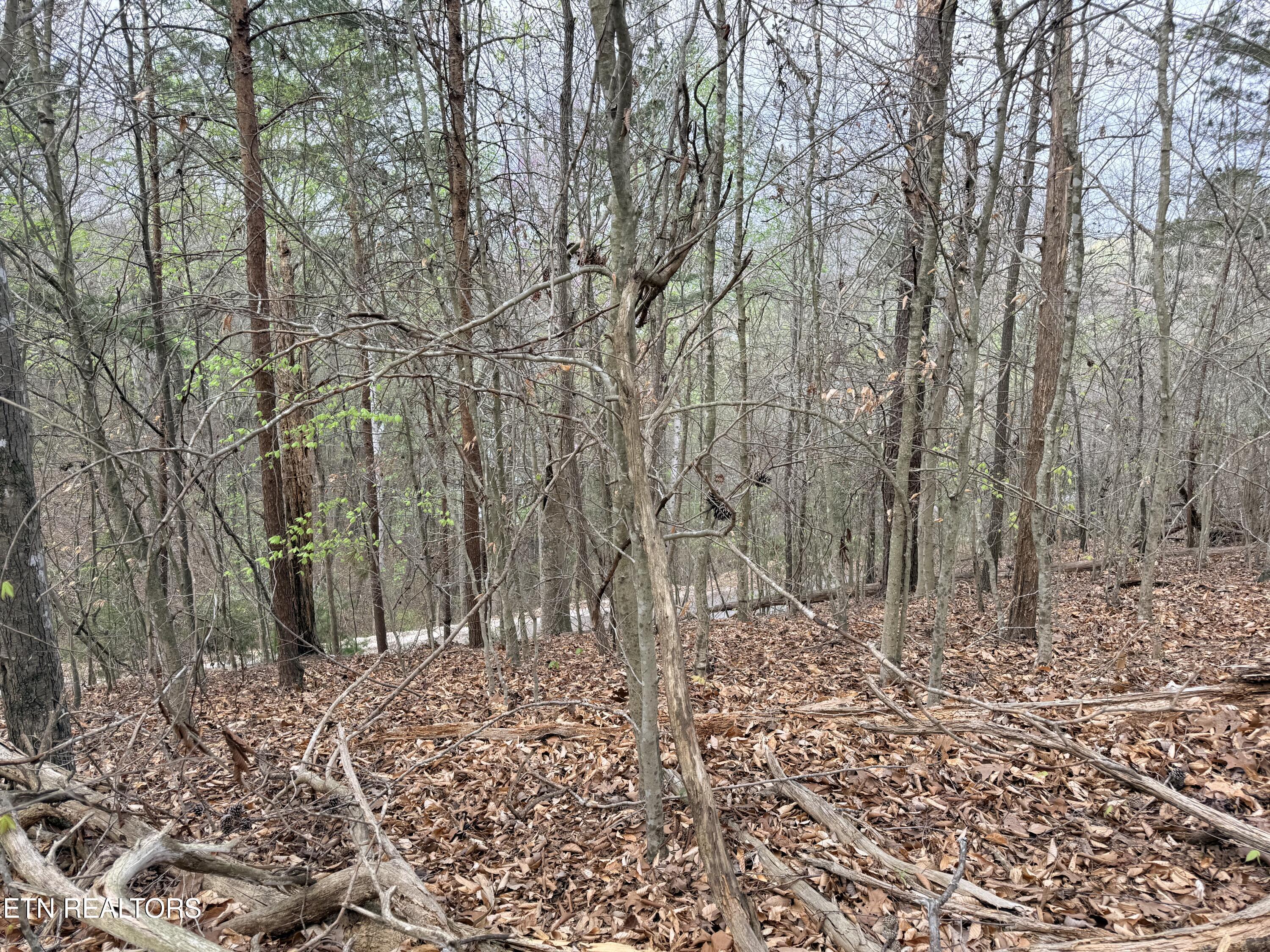 Norris Lake Real Estate - Image# 25