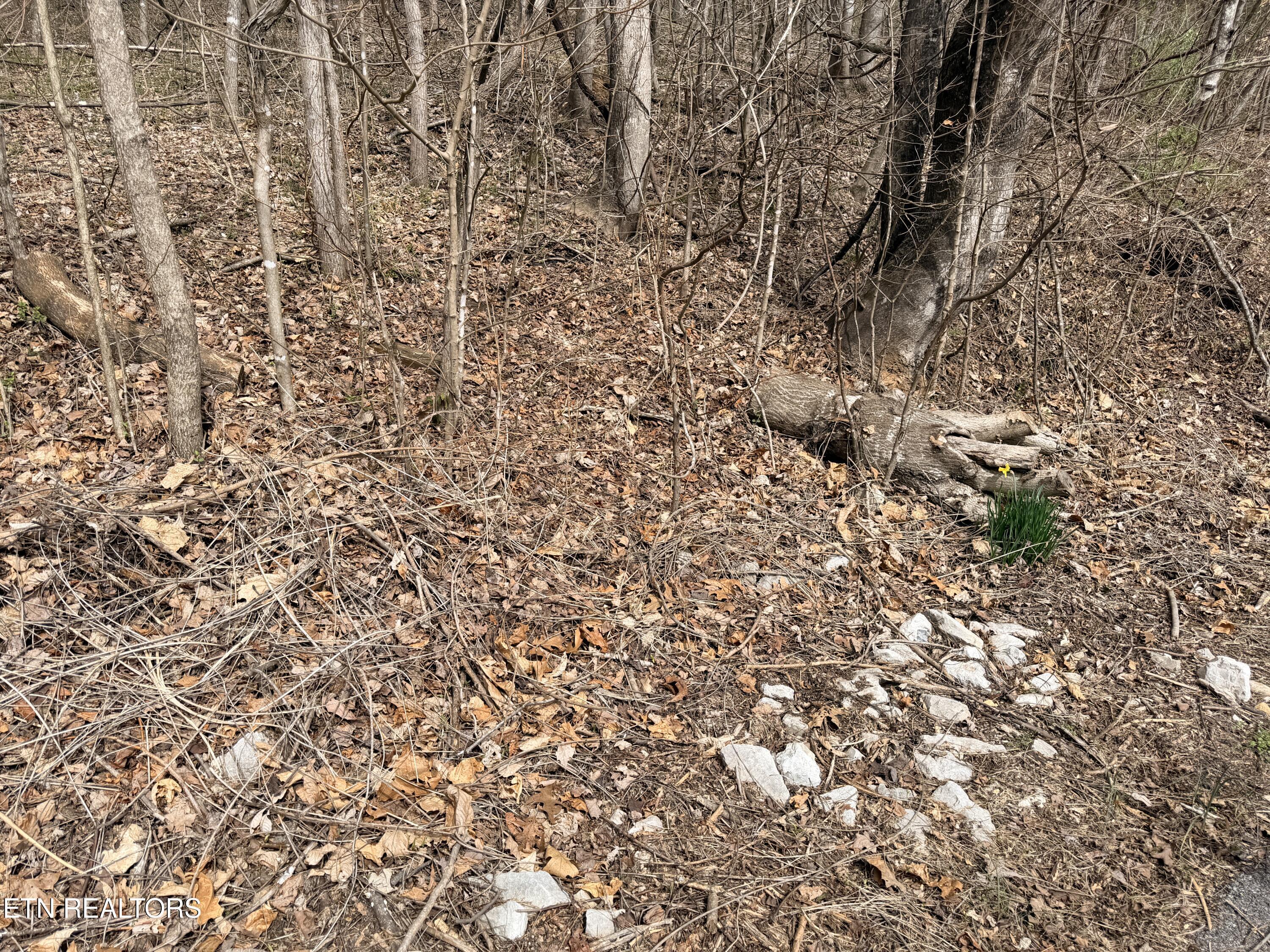 Norris Lake Real Estate - Image# 13